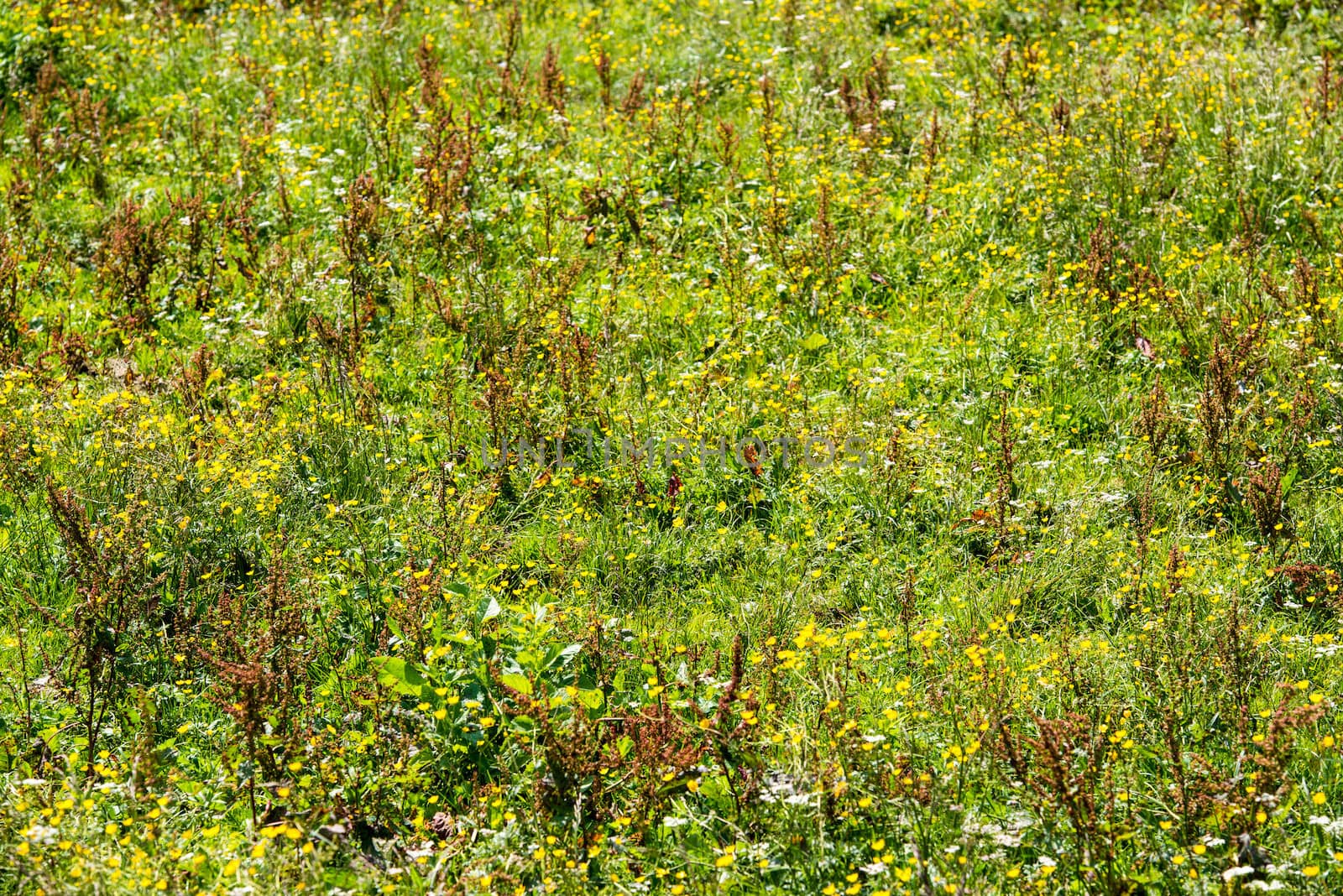 Alpine meadow with wild flowers in the Bavarian Alps