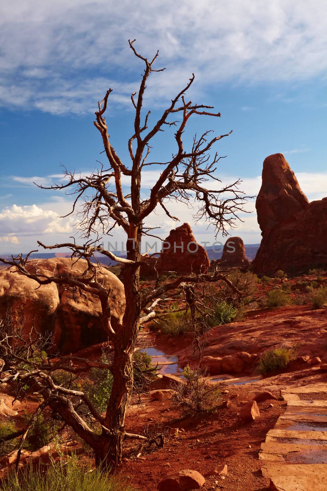 Desert after the Storm, Arches National Park, Utah, USA