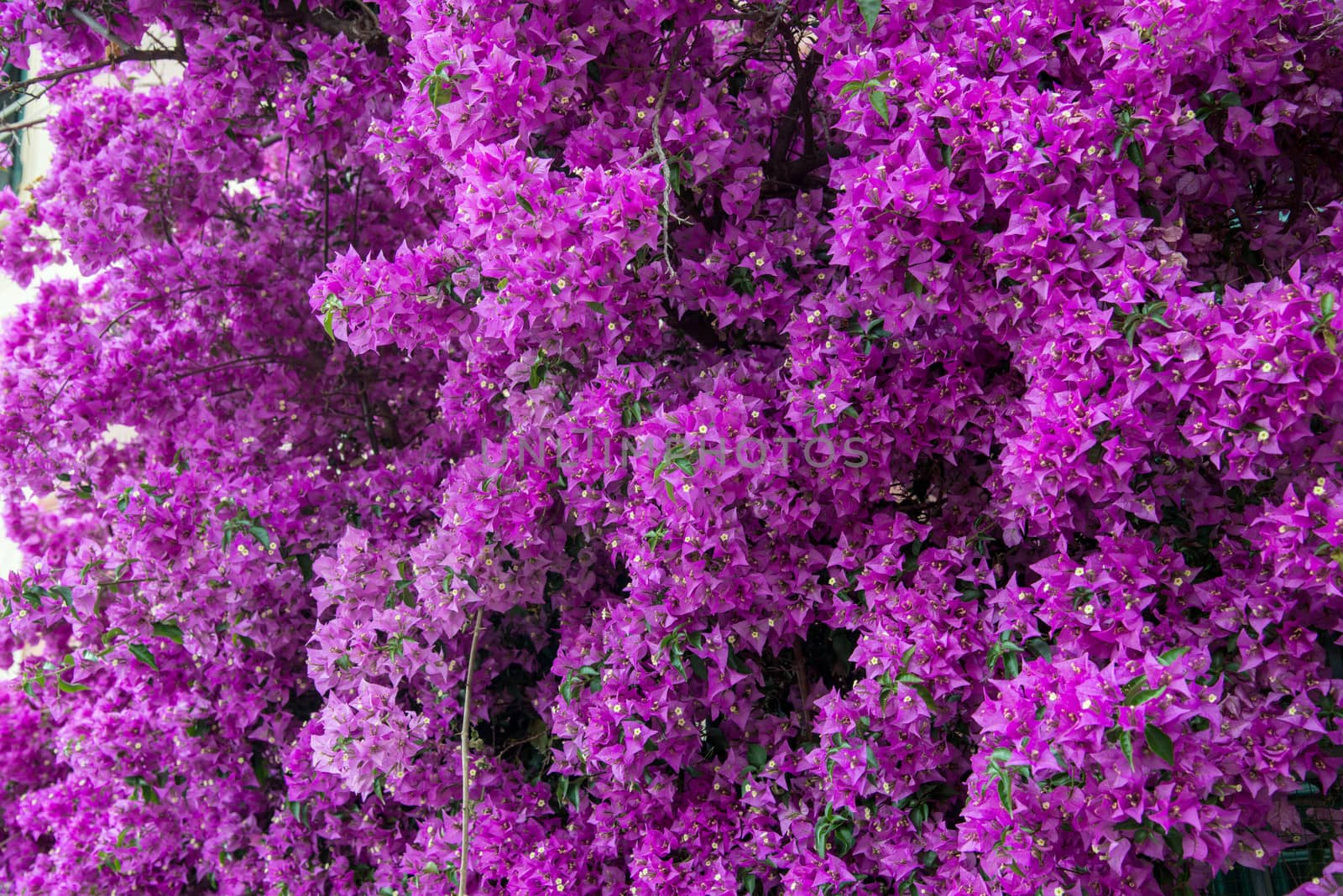 a bougainvillea always revives an environment