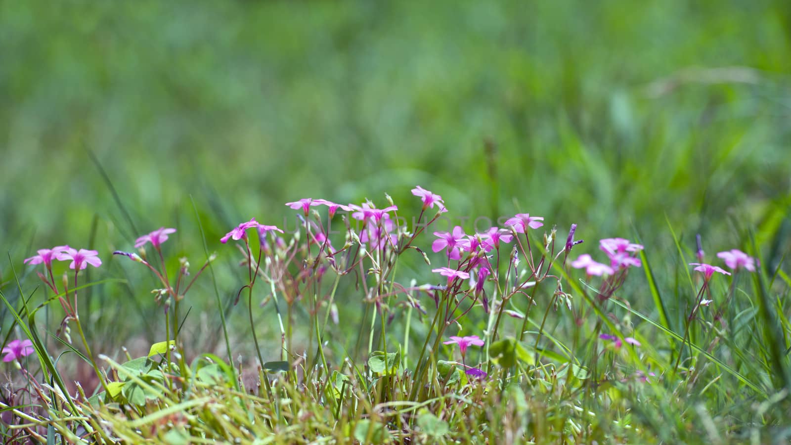 detail of a flower field