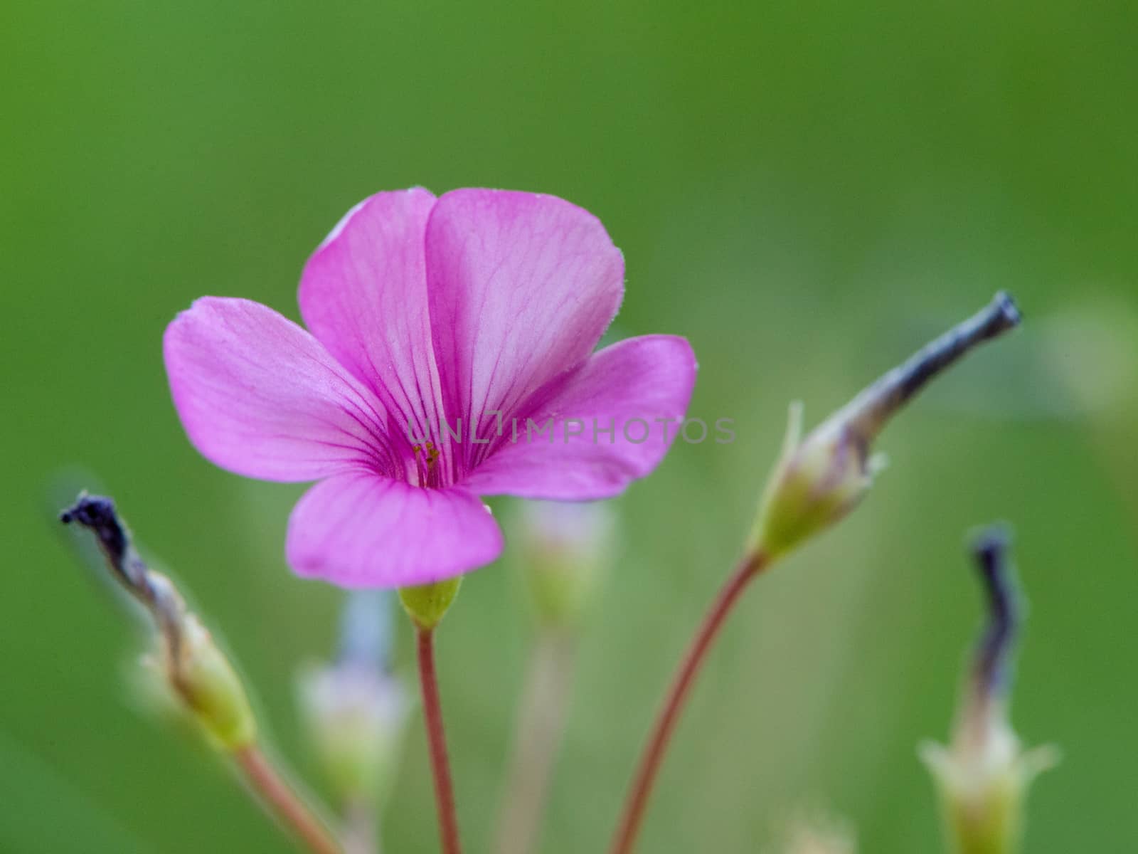 detail of a flower field