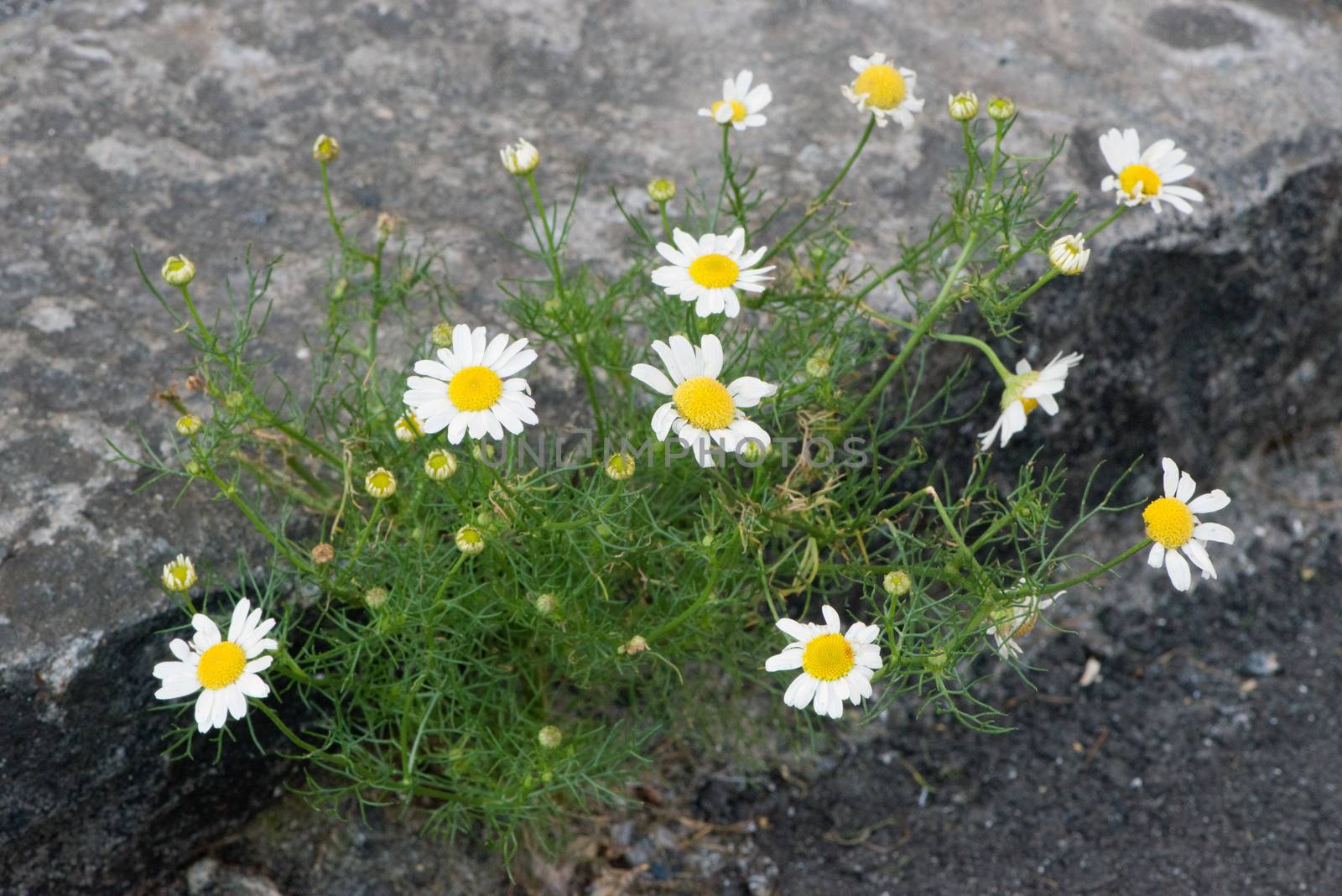 daisies born between the folds of 'asphalt