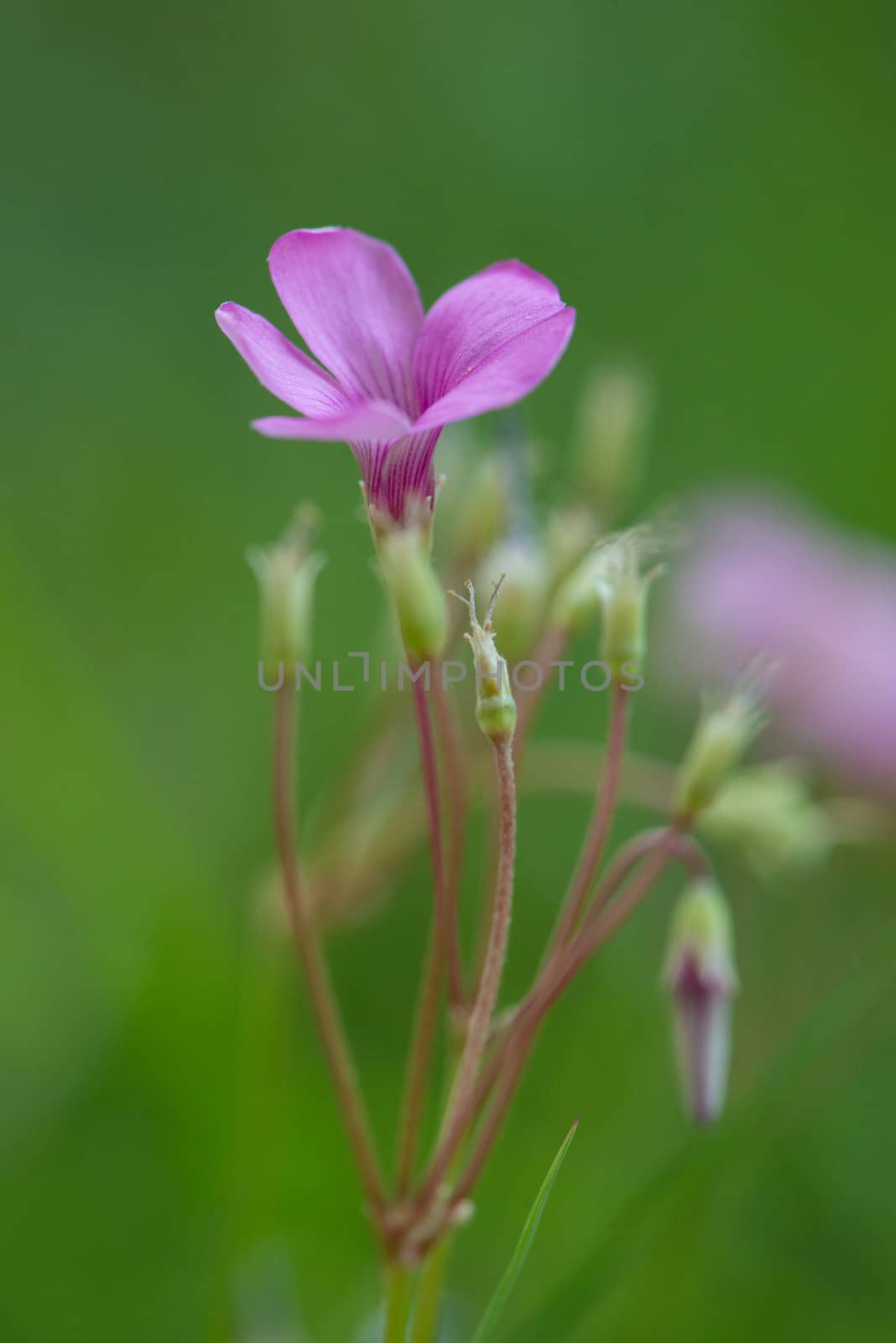 detail of a flower field