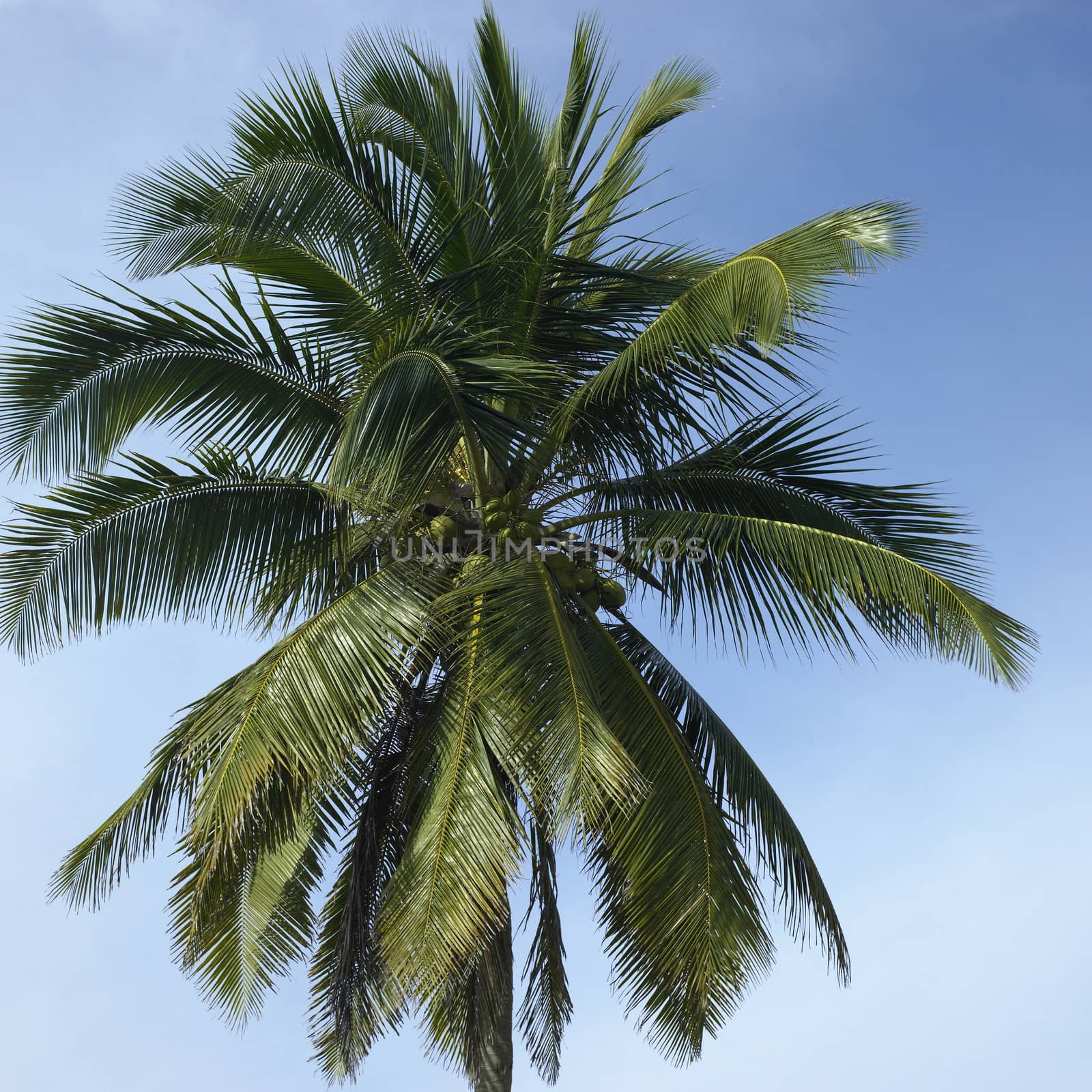 Palm tree by mmm