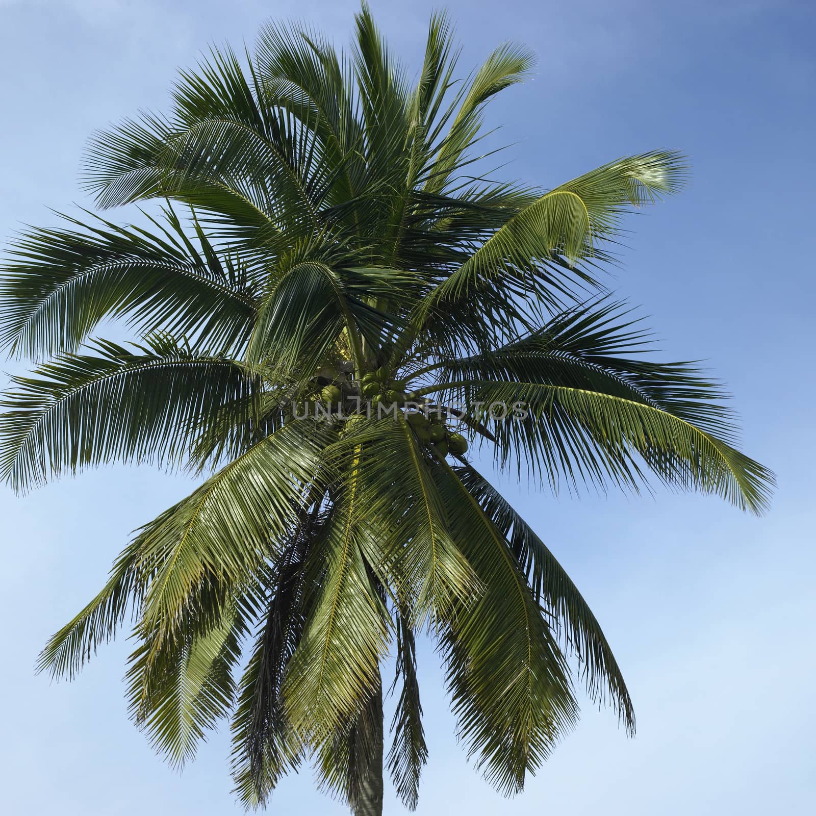 Large palm tree in the blue sky