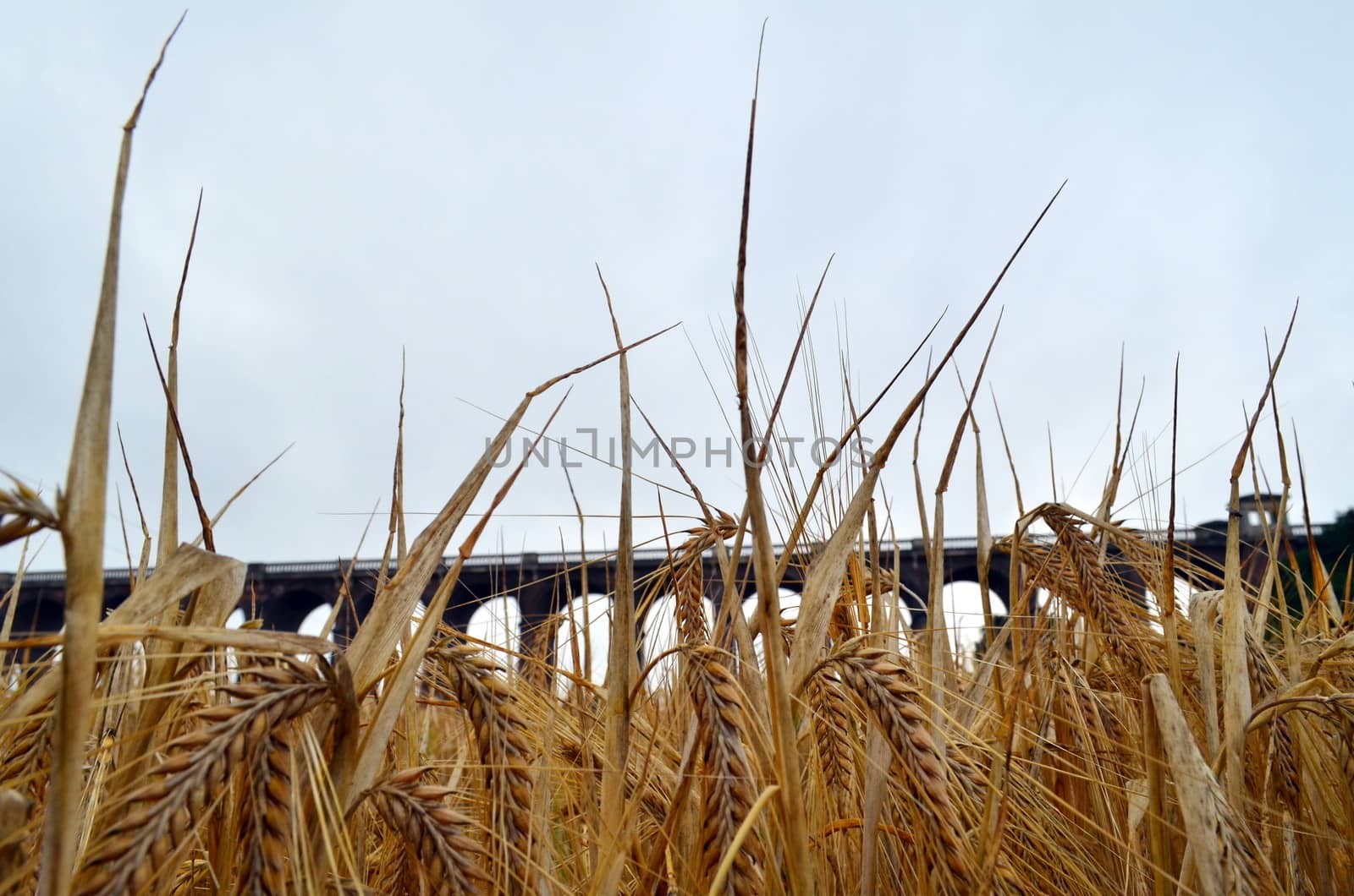 Famous Balcombe train viaduct in Sussex, England.View taken at low angle in a wheat field.