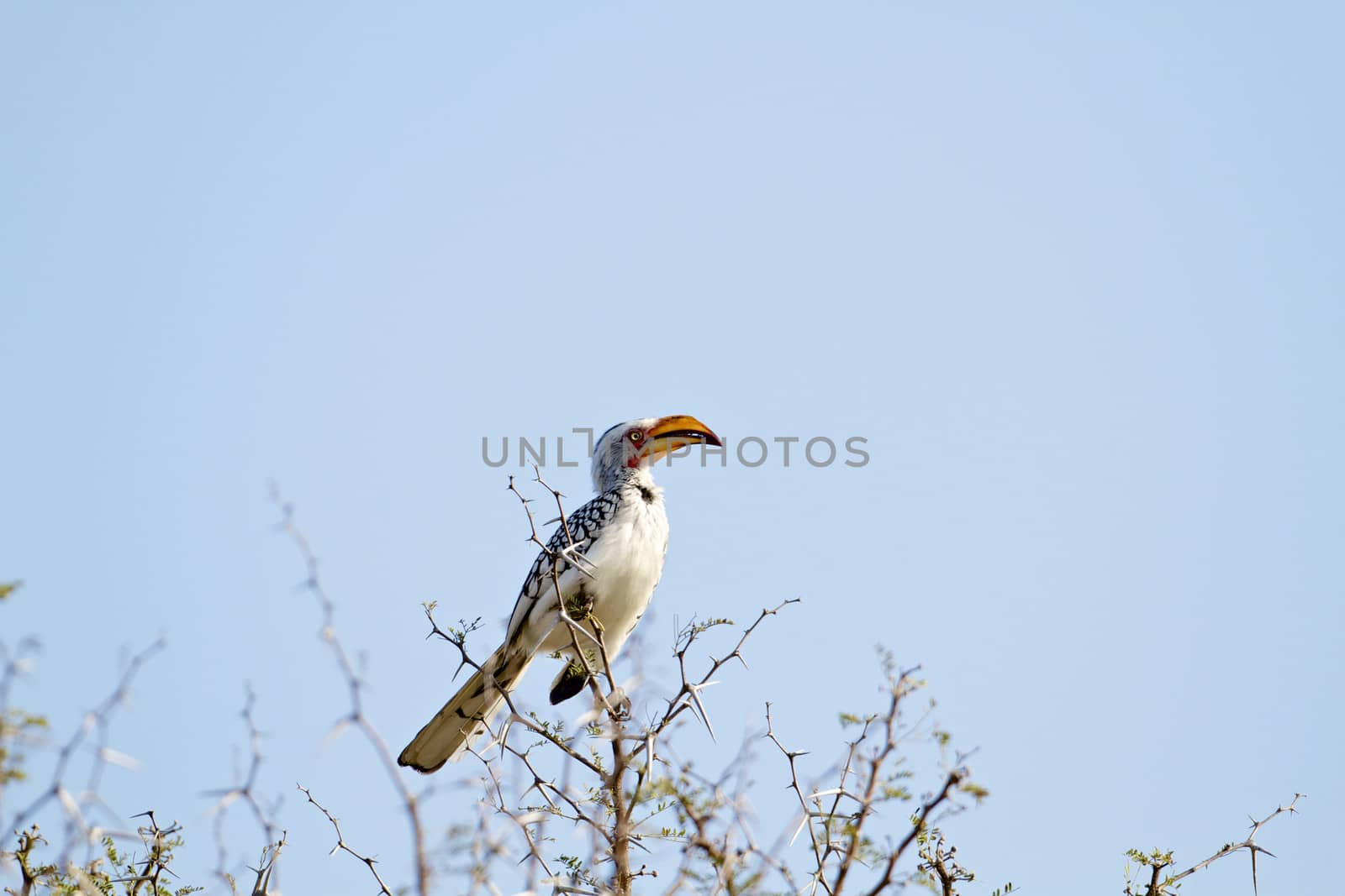 Southern Yellow-Billed Hornbill by instinia