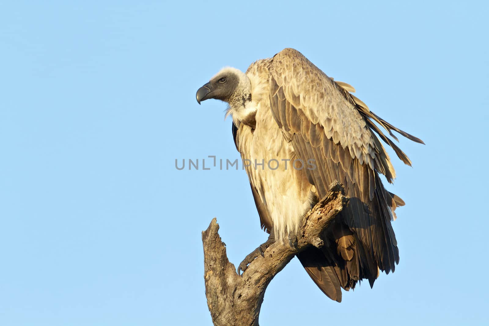 White-backed Vulture near in the Kruger National Park, South Africa