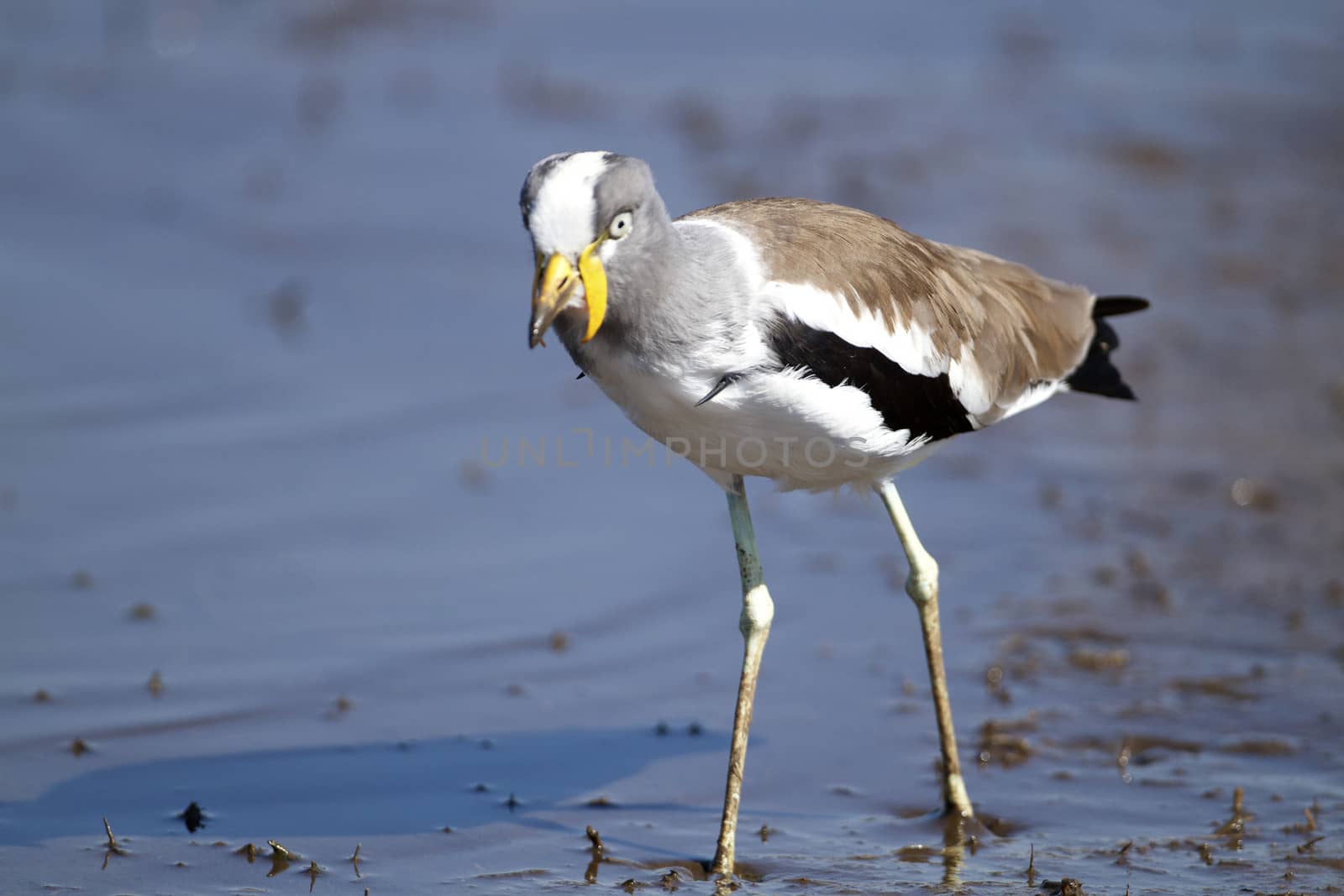 White Crowned Plover at Lower Sabie in the Kruger National Park, South Africa