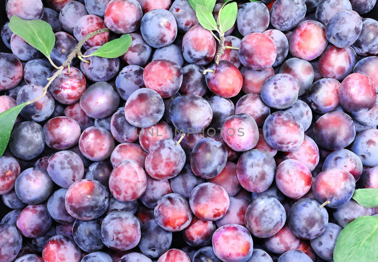 A large number of juicy plums, plucked from the tree.