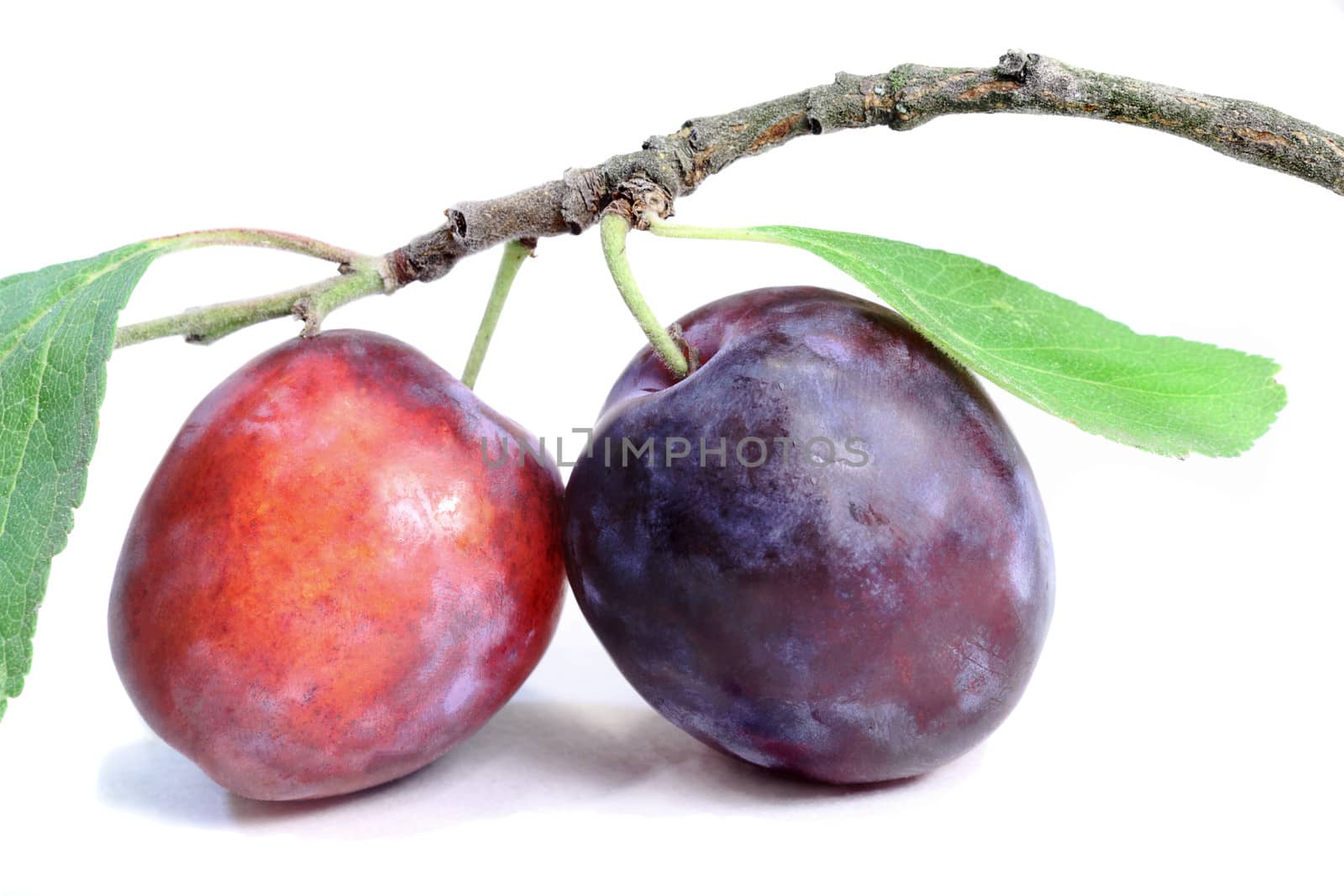 Two large ripe plums with a sprig of wood and leaves. Presented on a white background.