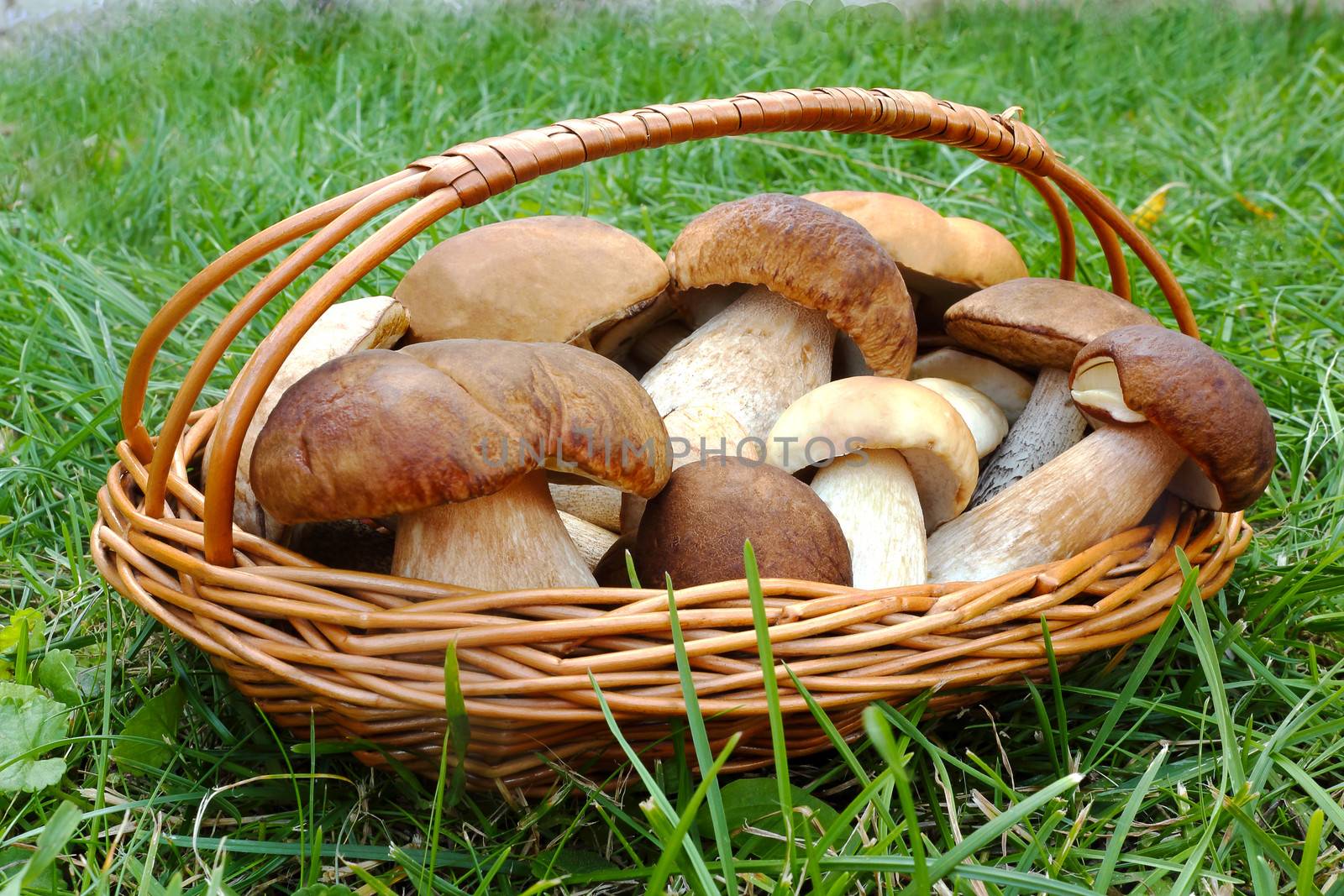 Basket wicker with beautiful white mushrooms on a glade in the forest.