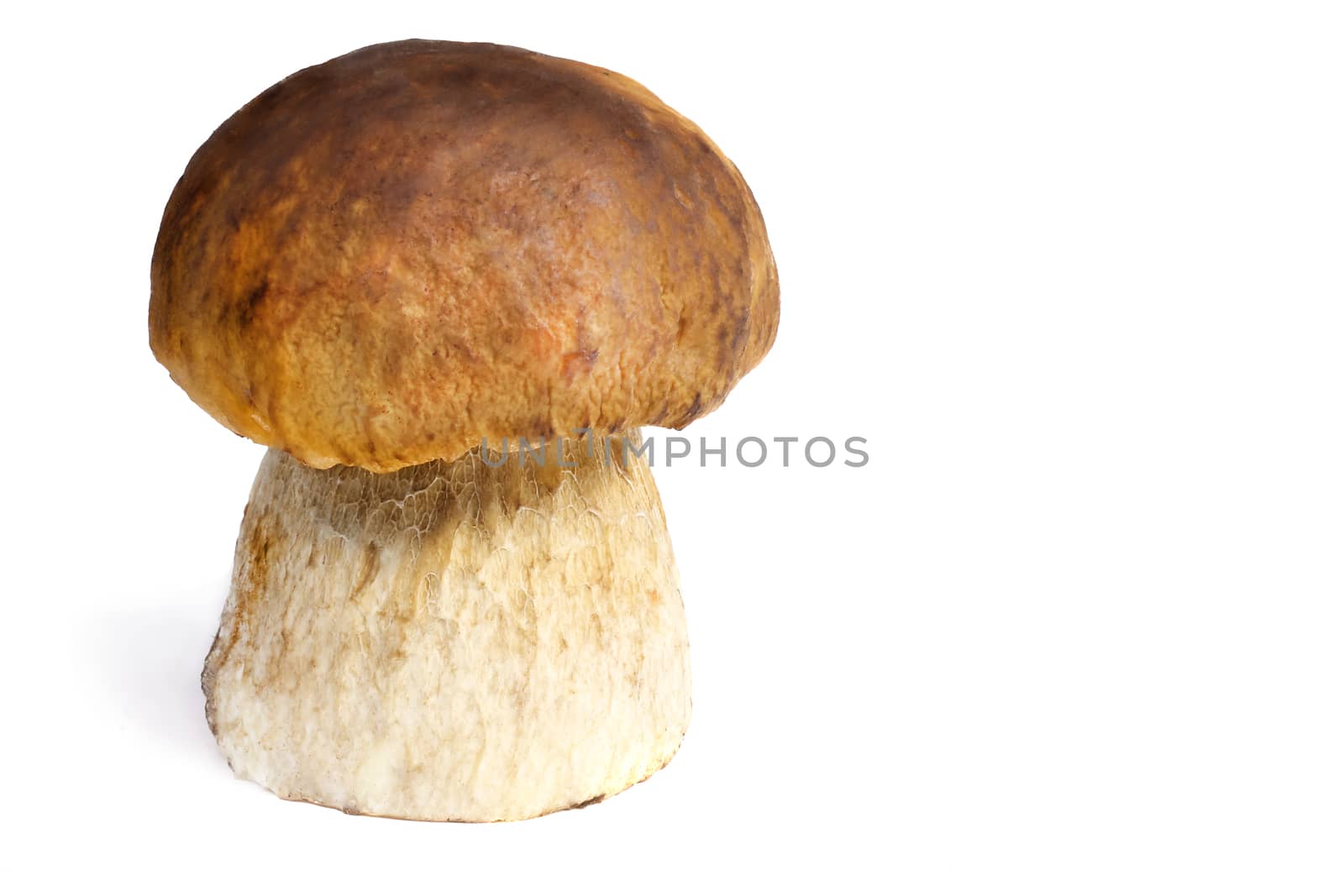 White mushroom. Presented on a white background by georgina198