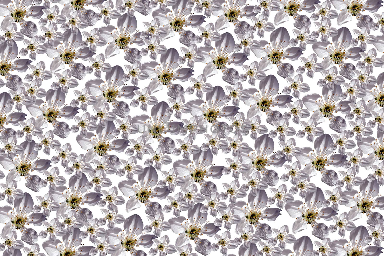 Photomontage on a white background from a variety of white flowers isolated