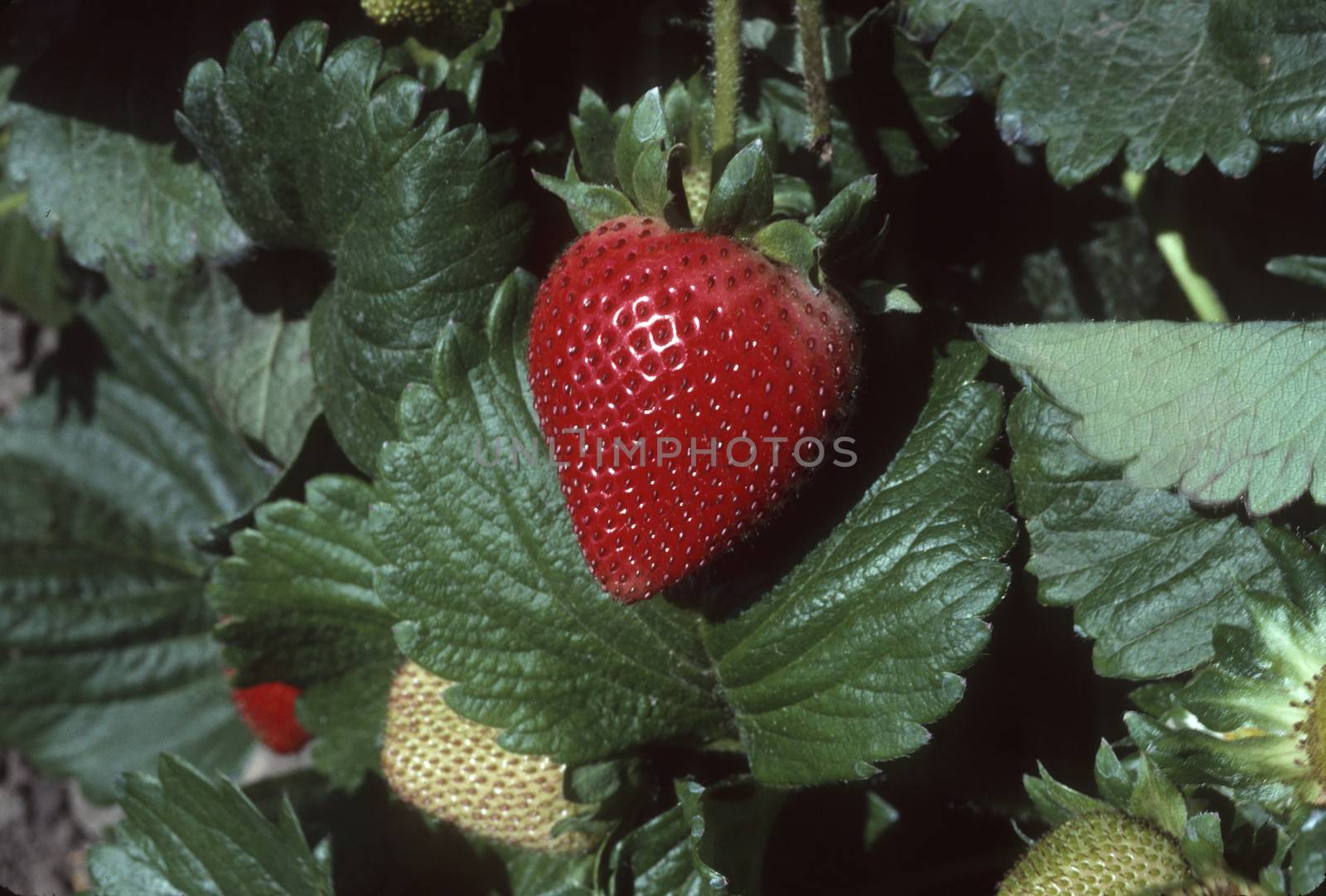 Single Strawberry on Plant by Balefire9