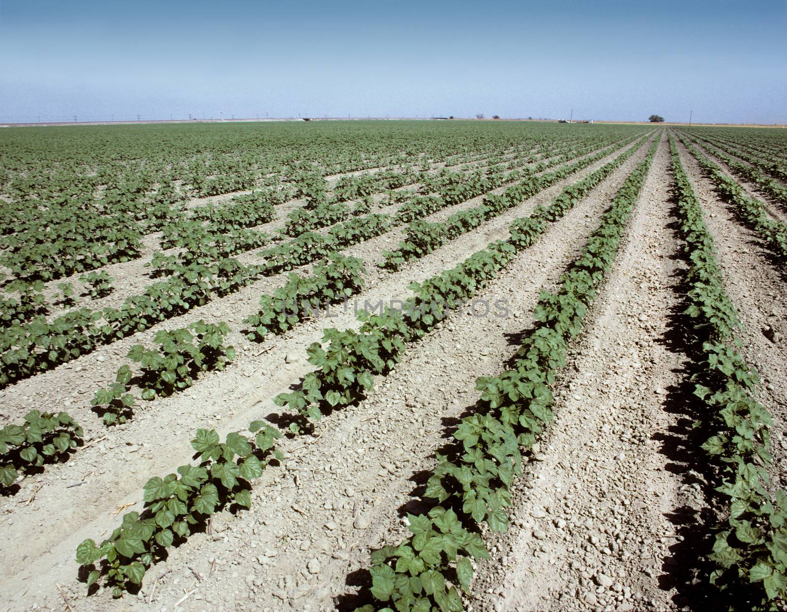 Rows of young cotton plants in the San Joaquin Valley in California, USA