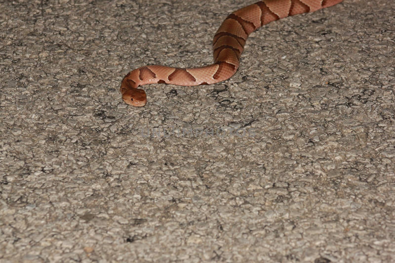 Copperhead lurking in the road