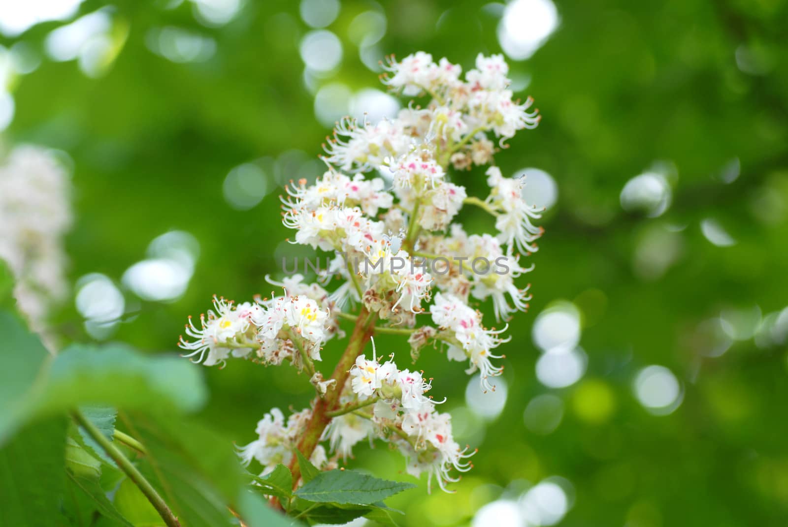 blooming chestnut flowers on a tree branch