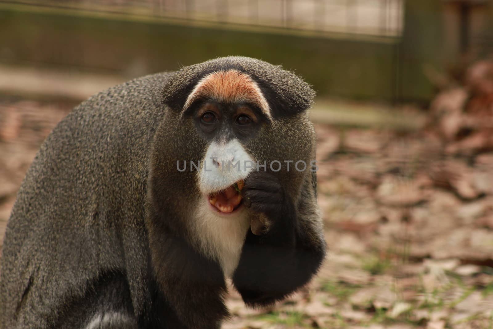 Guenon eating