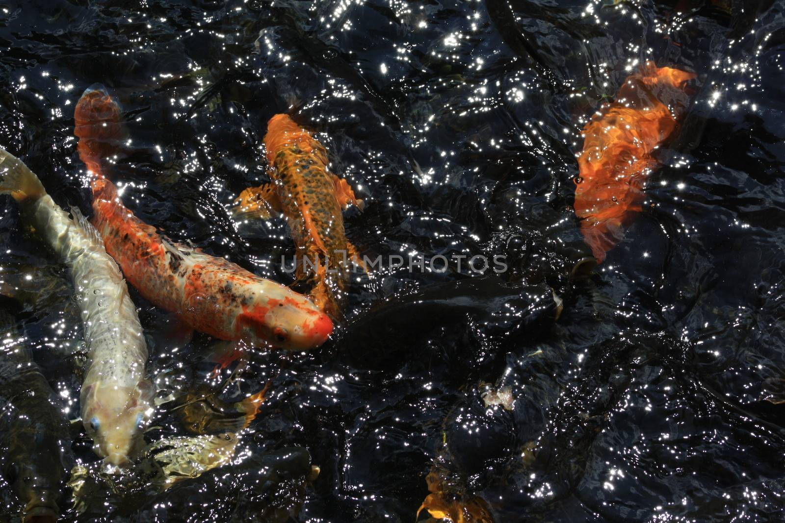 Colorful Koi Feed at the Top of a Pond by tornado98