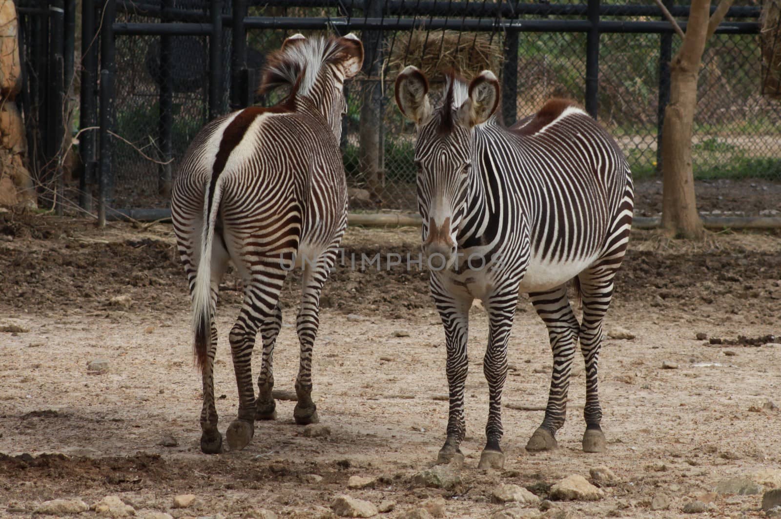 Two zebras standing side-by-side