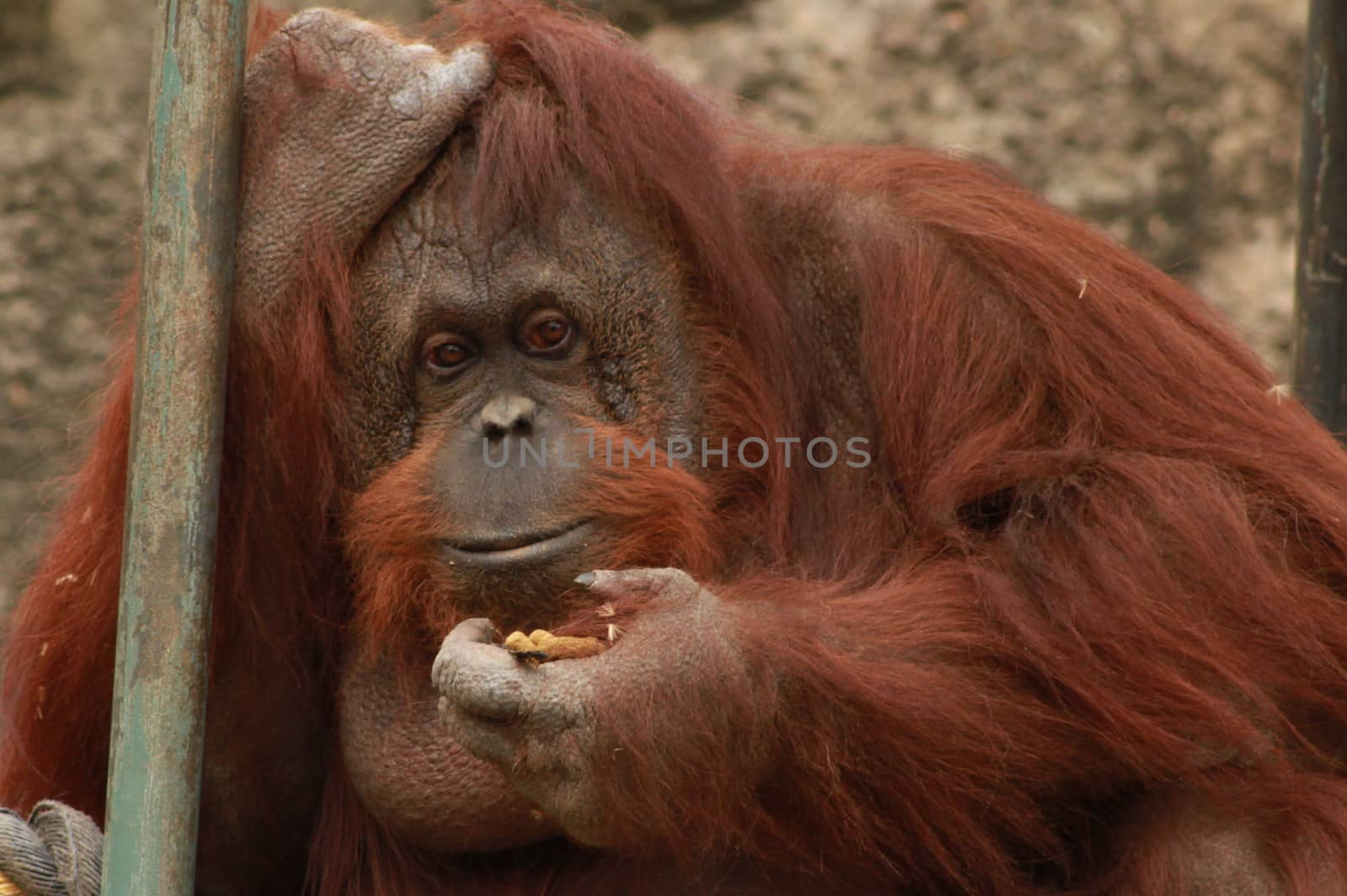 Orangutan Eating
