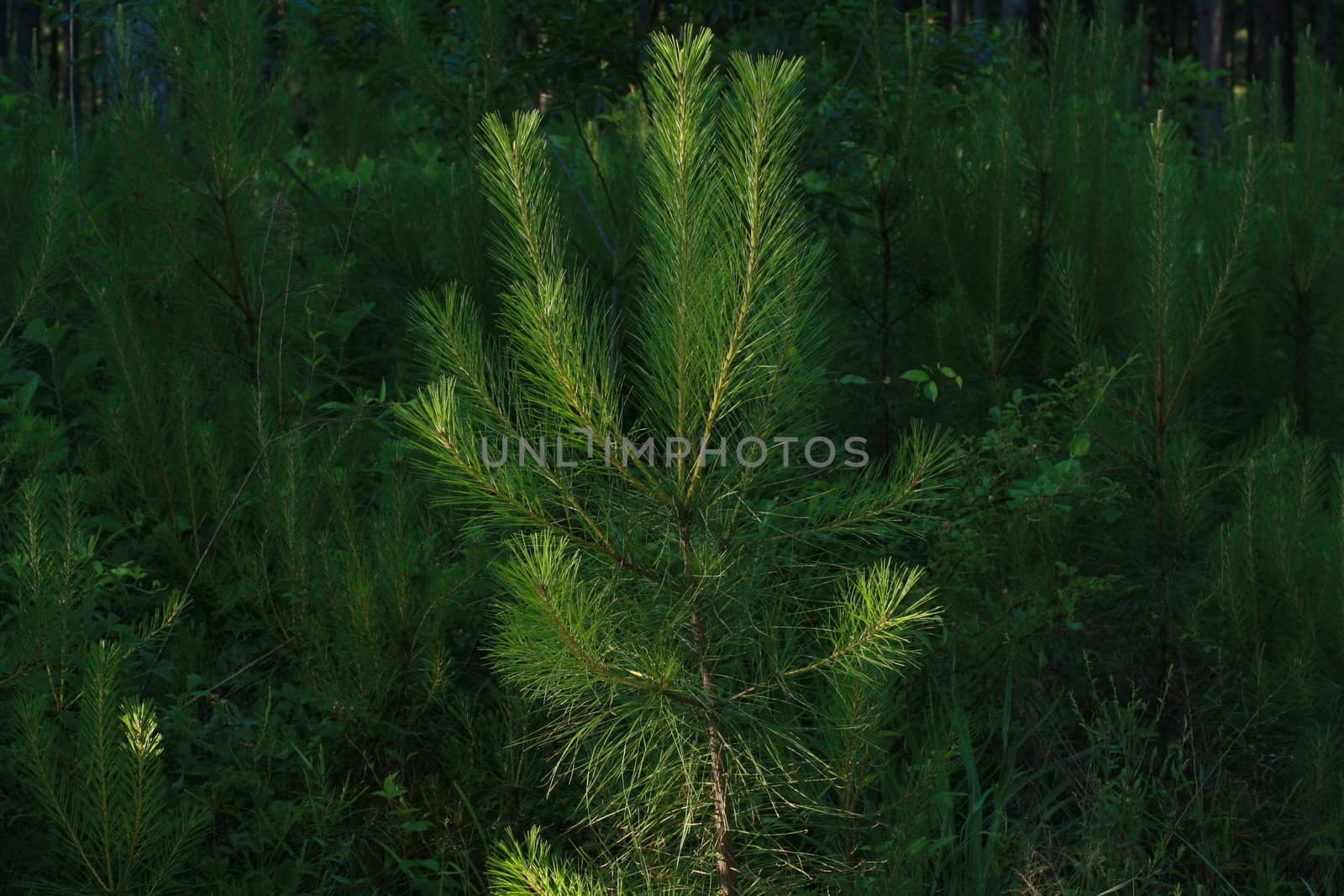 Close up of pine tree sapplings in a farm