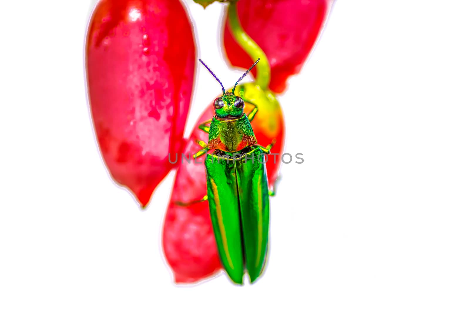 red ivy gourd and Metallic wood-boring beetle on white background