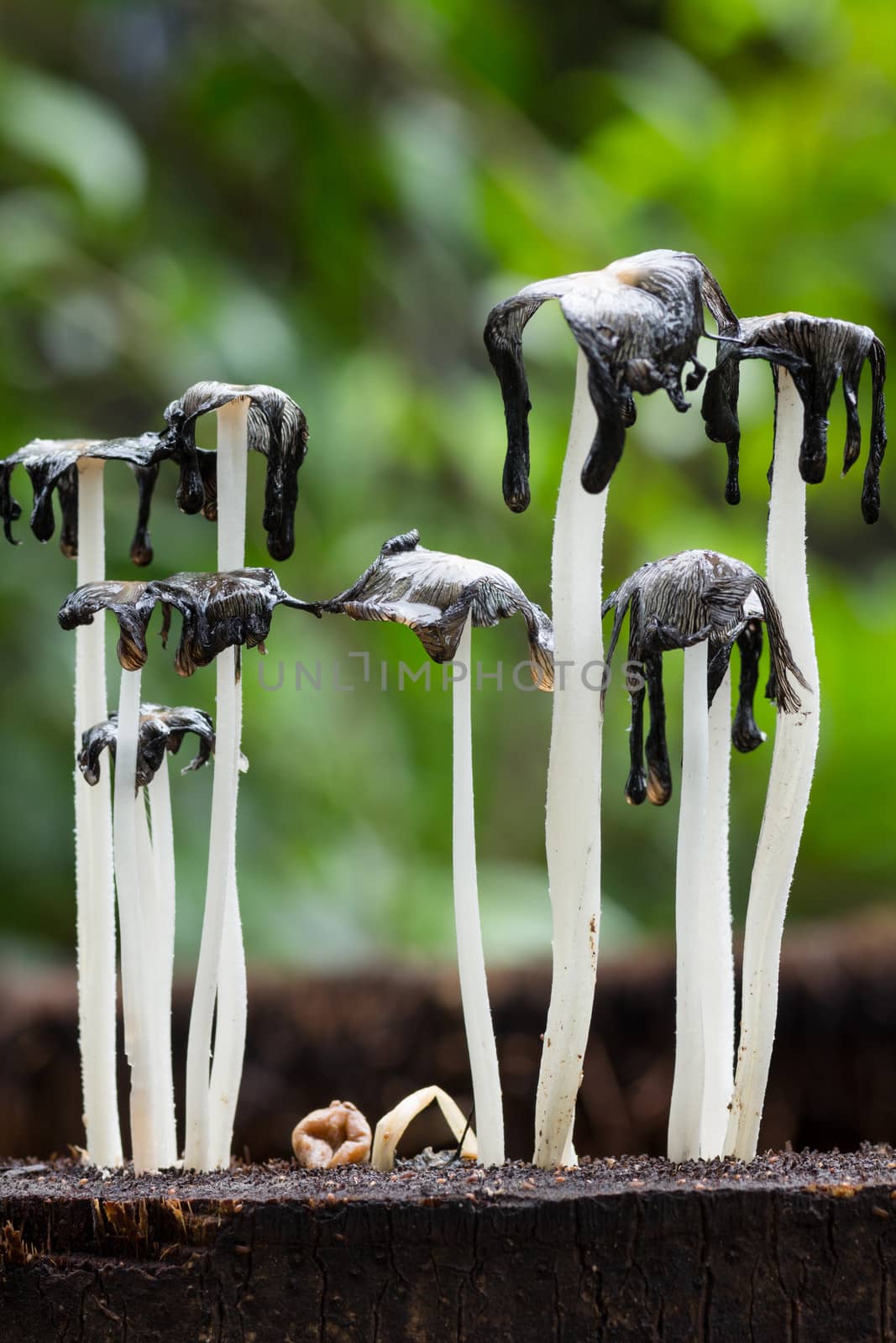 Macro photography of dead  mushrooms  on dead tree