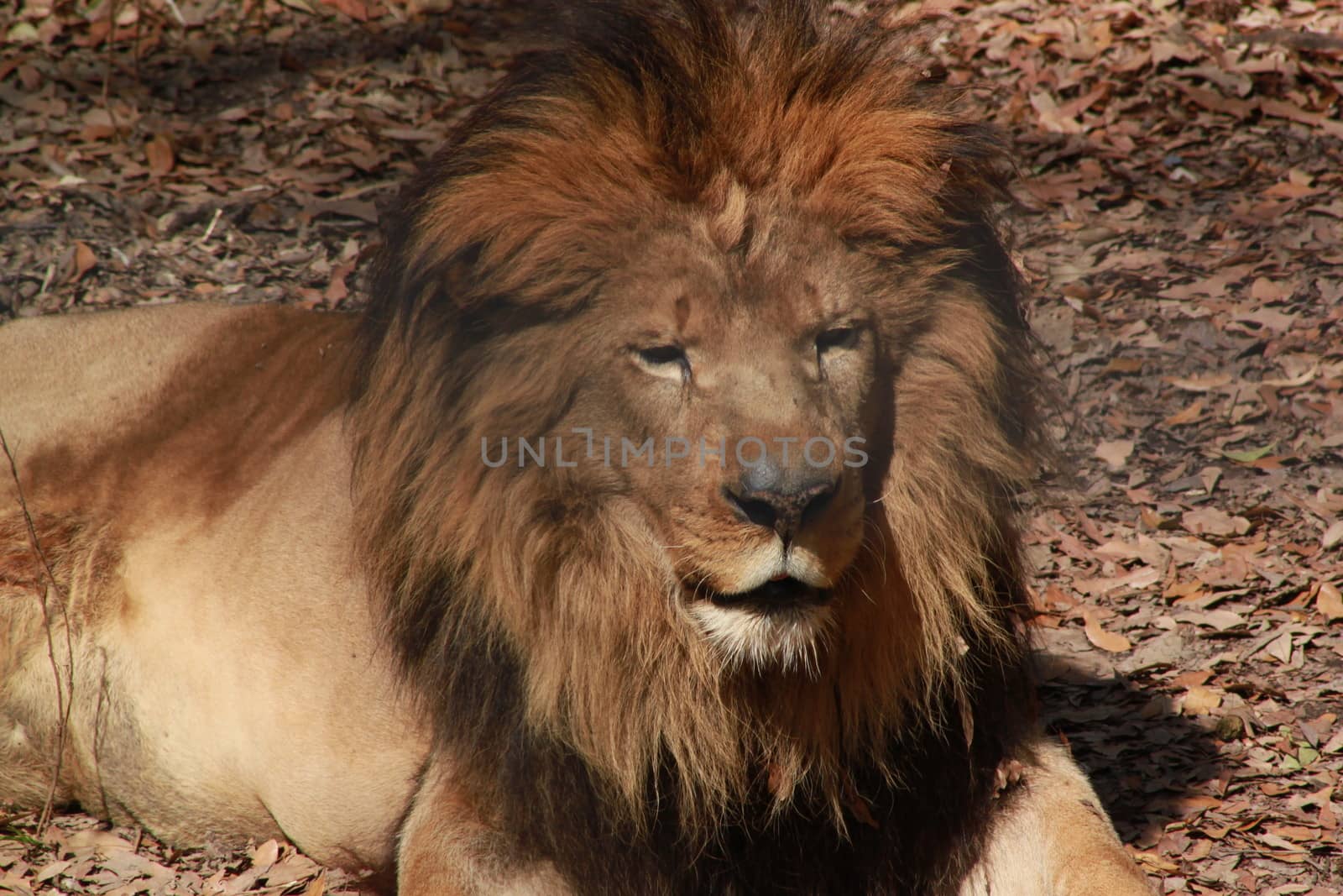 Lion by tornado98