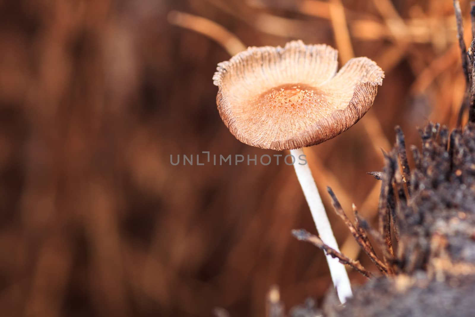 Macro photography of mushroom growing from tree