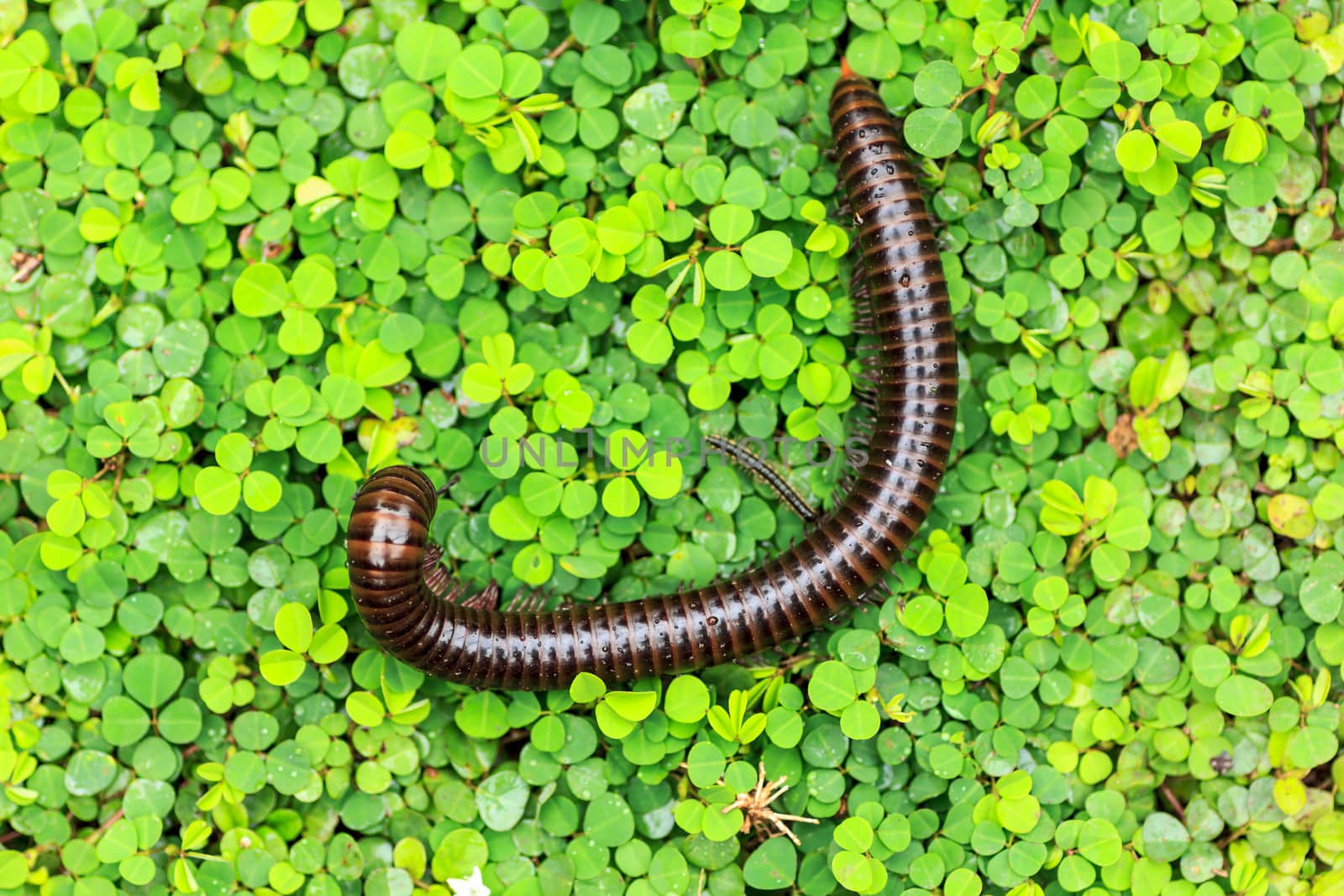 millipede  on a green field in nature