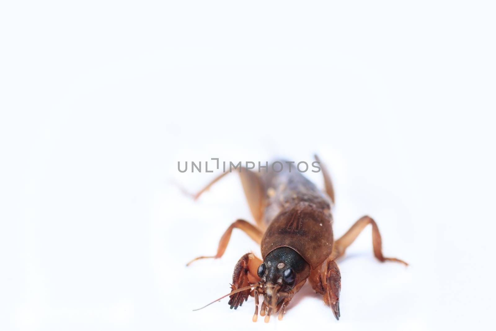 Mole cricket isolated on white background (Gryllotalpidae)