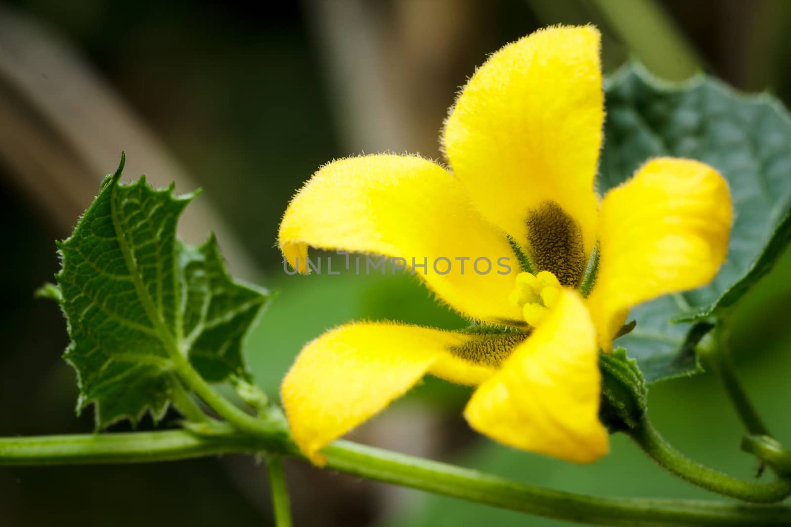 leaves and flower of ripe cucumber fruit
