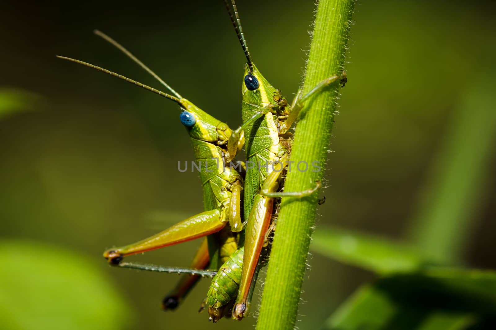 Male and female grasshopper mating on the leaf