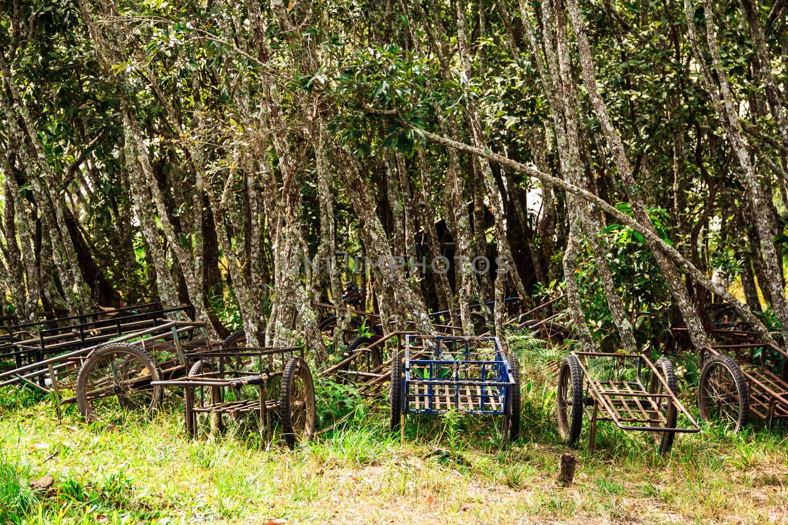 rickshaws in Phu Kradung nation park in Loei province,Thailand