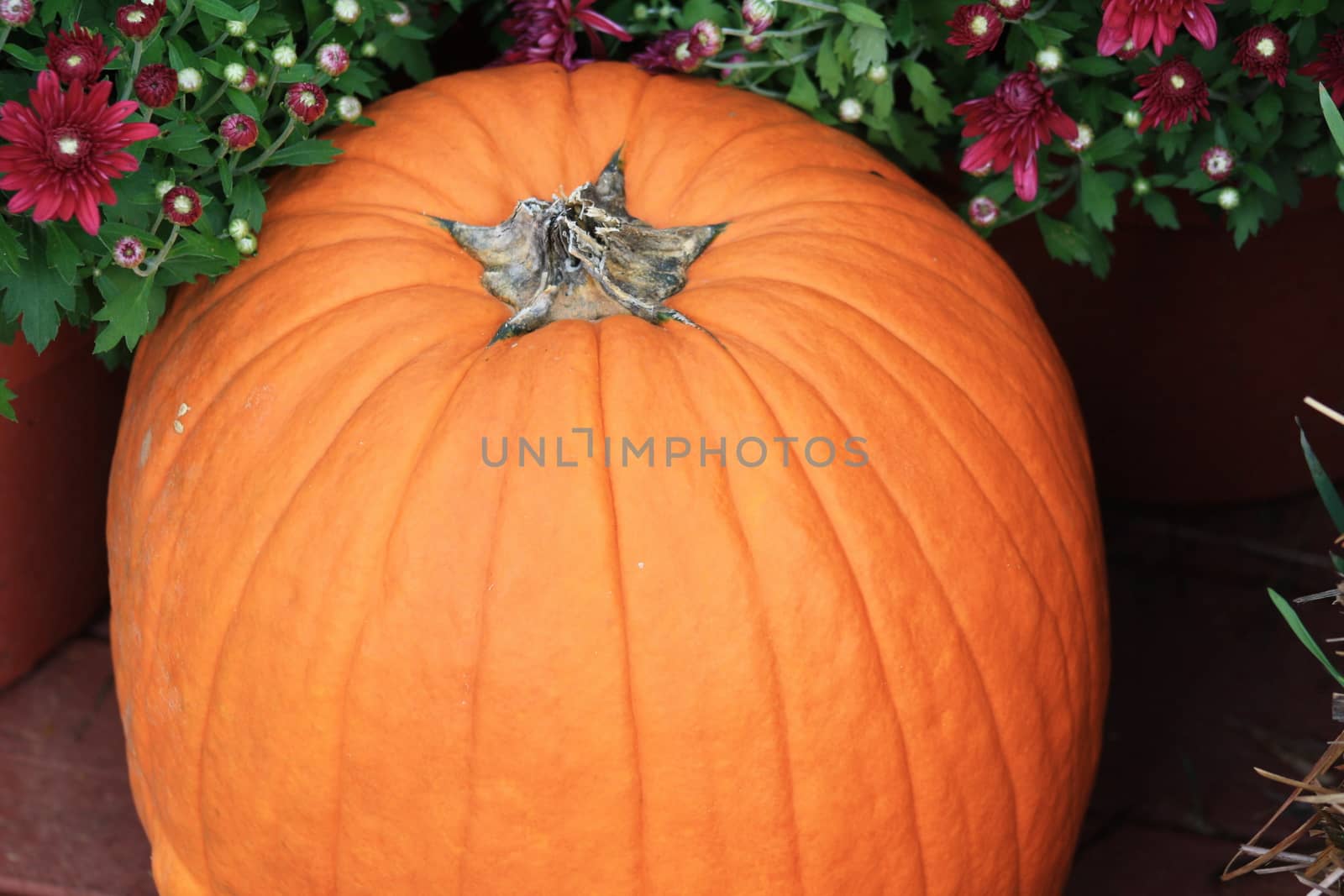 Stem and top of pumpkin