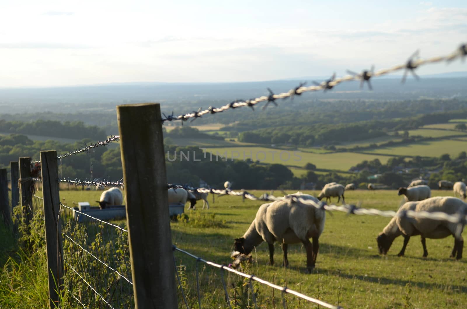 Sheep on the South Downs grazing on a farmers field penned in by a barbed wire fence with a view of the County of Sussex in the foreground.