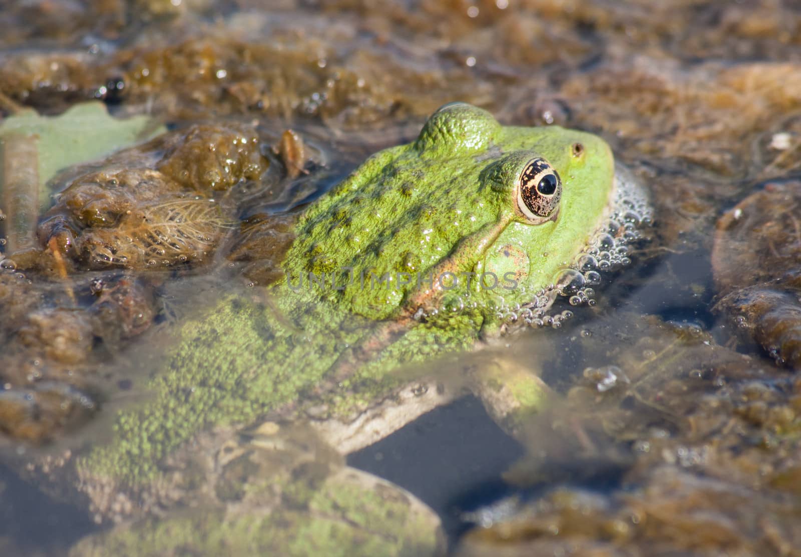 a frog in a swamp