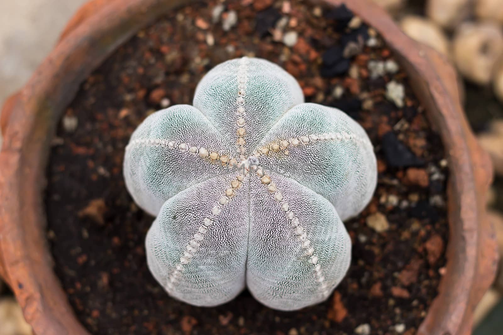 Closeup of a colorful cactus