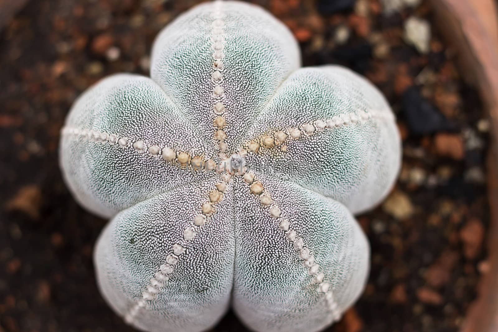 Closeup of a colorful cactus