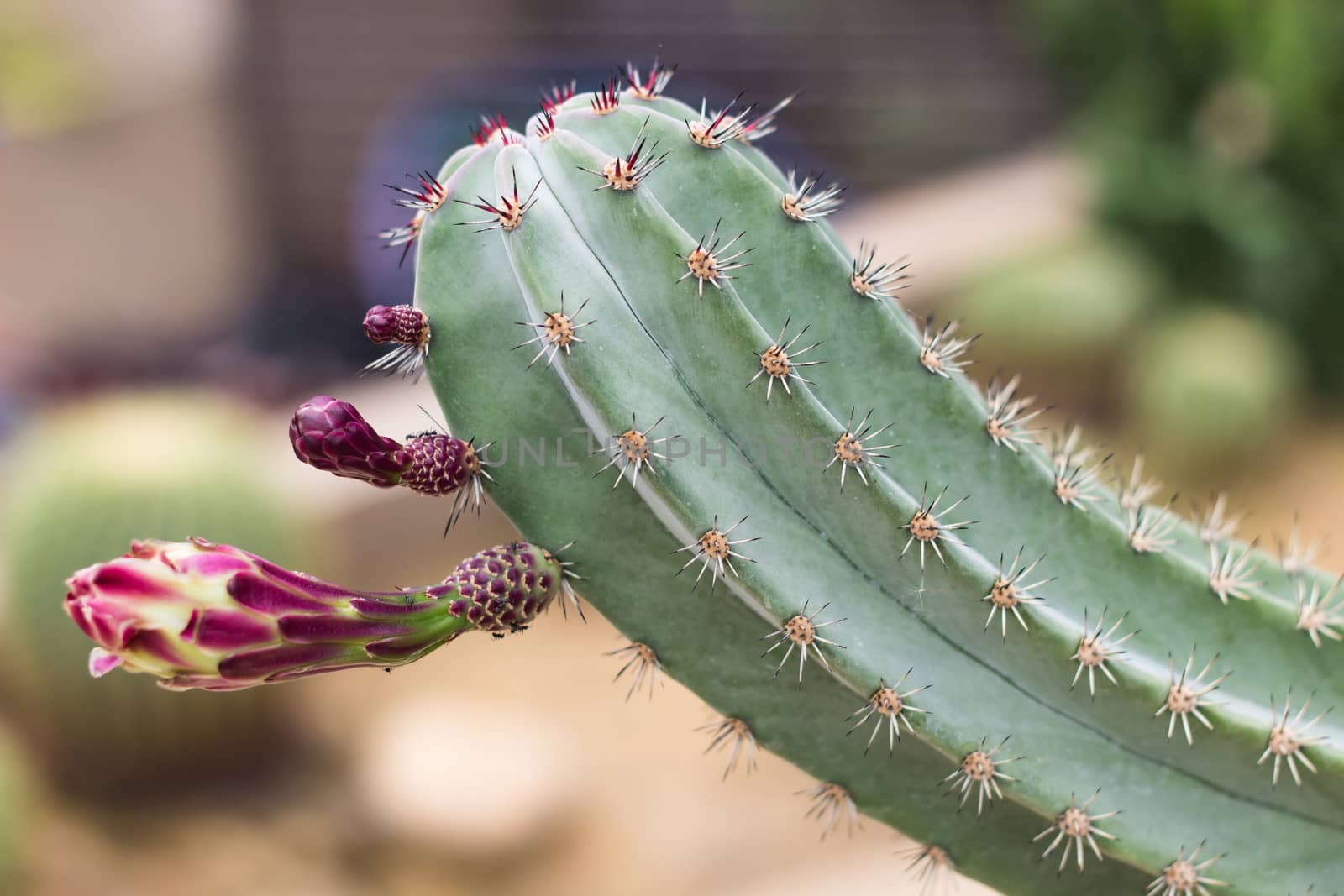 Cactus flower buds. by photo2life