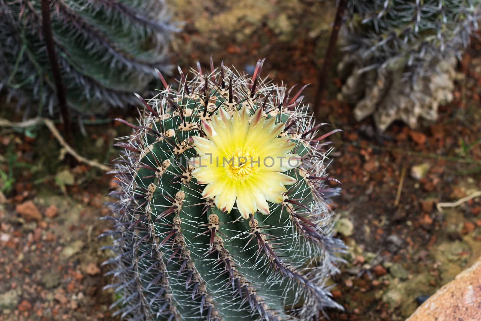 Yellow cactus flower  bloom with background blur.