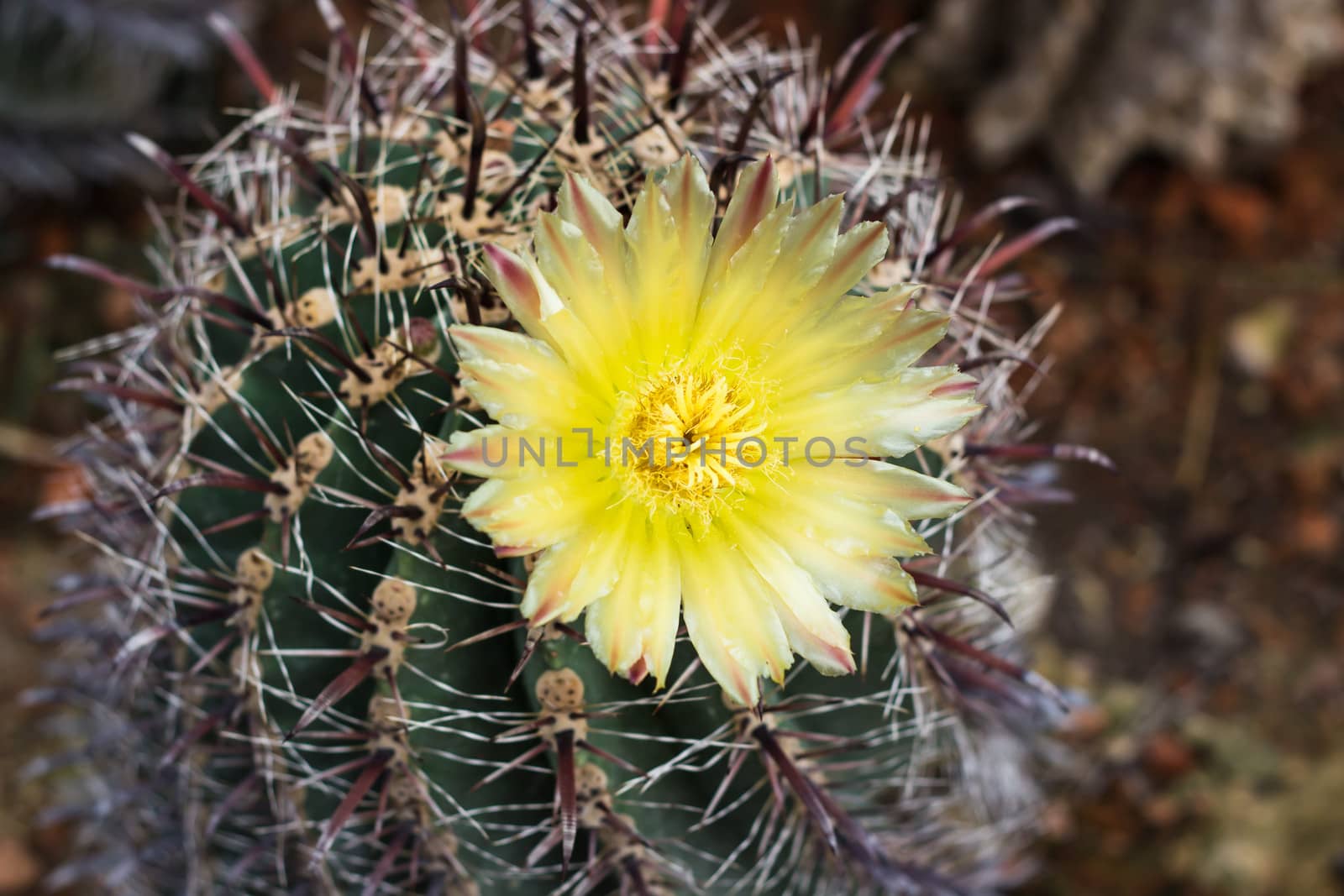 Yellow cactus flower  bloom with background blur.