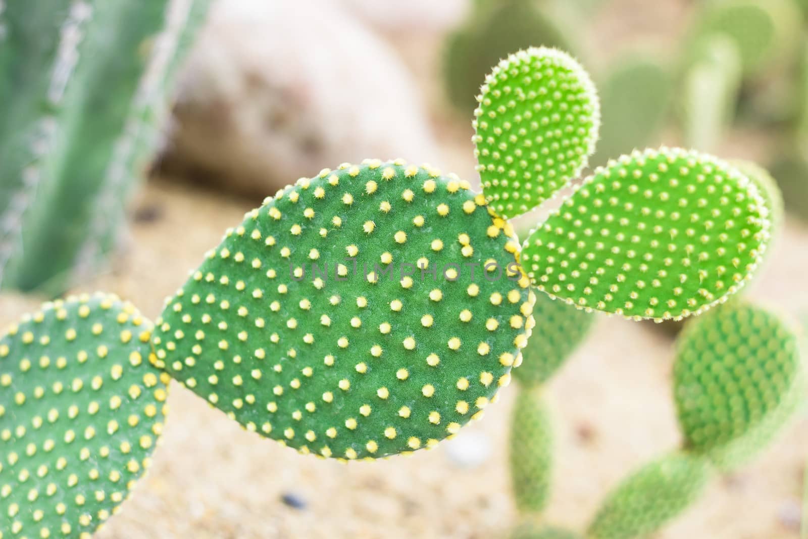 opuntia cactus by photo2life