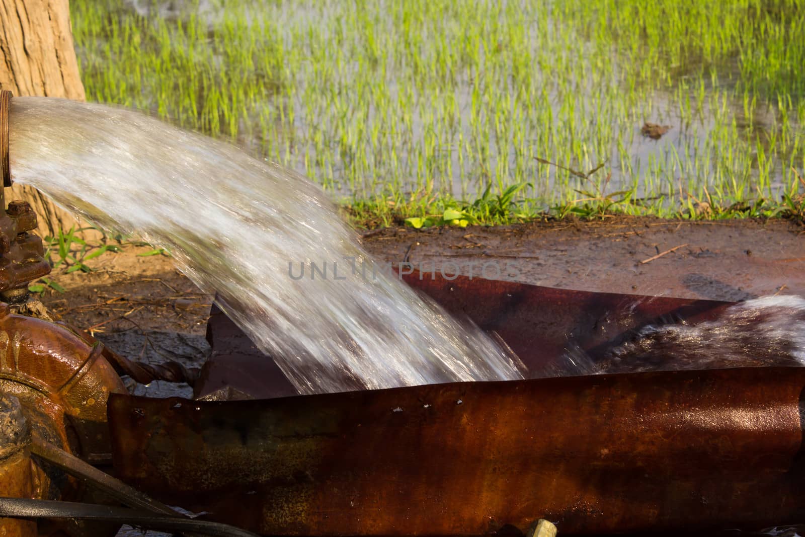 Pumping water into rice fields. Paddy Field in thailand