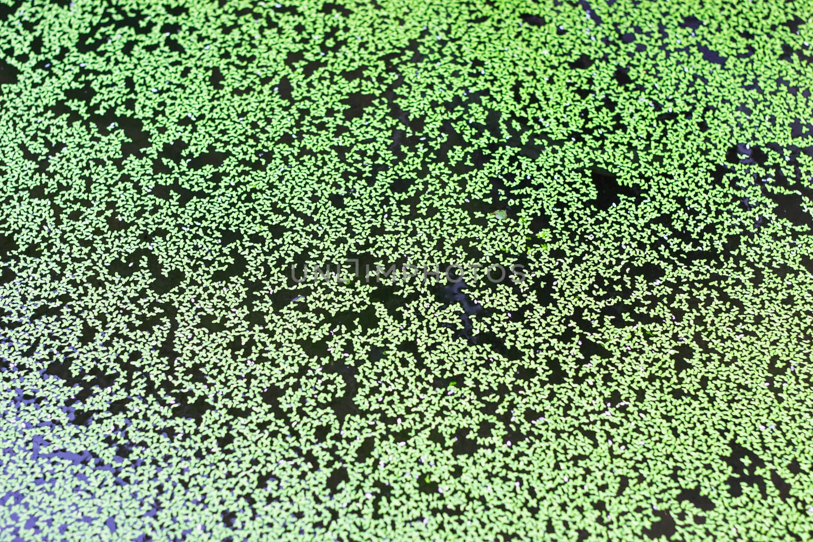 texture of Duckweed, Mosquito fern