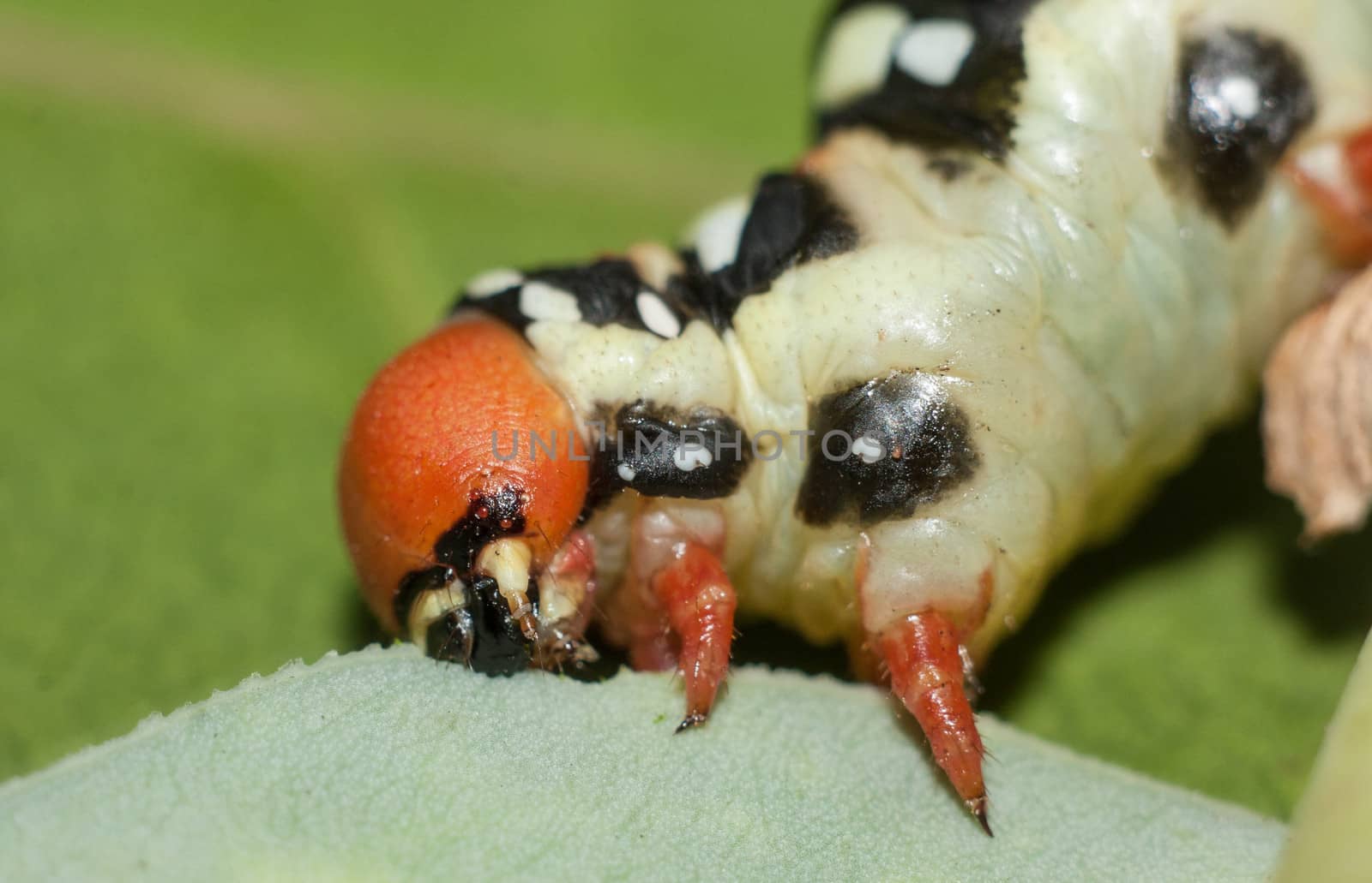 Butterfly larva eating leaves of spurge