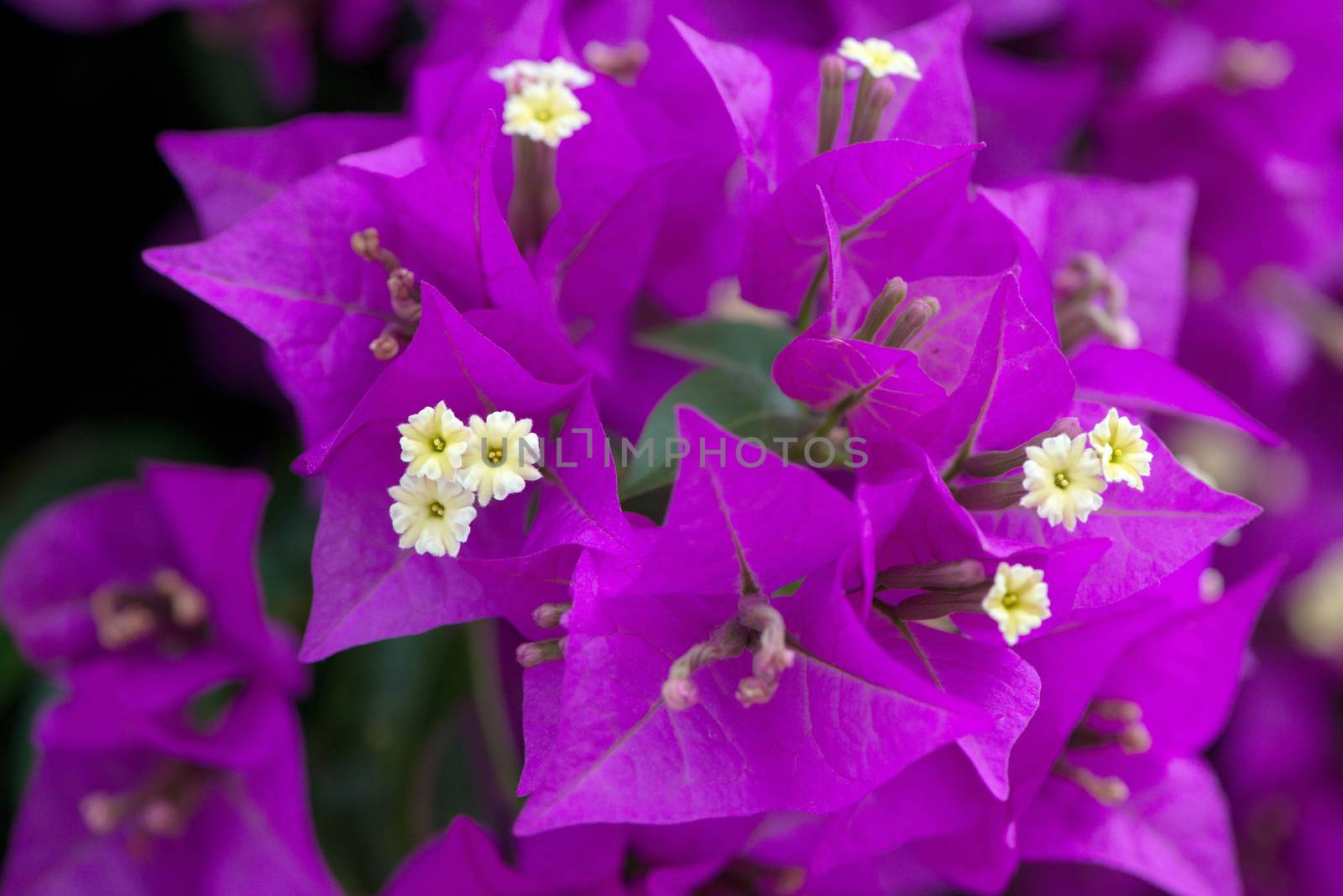 a bougainvillea always revives an environment