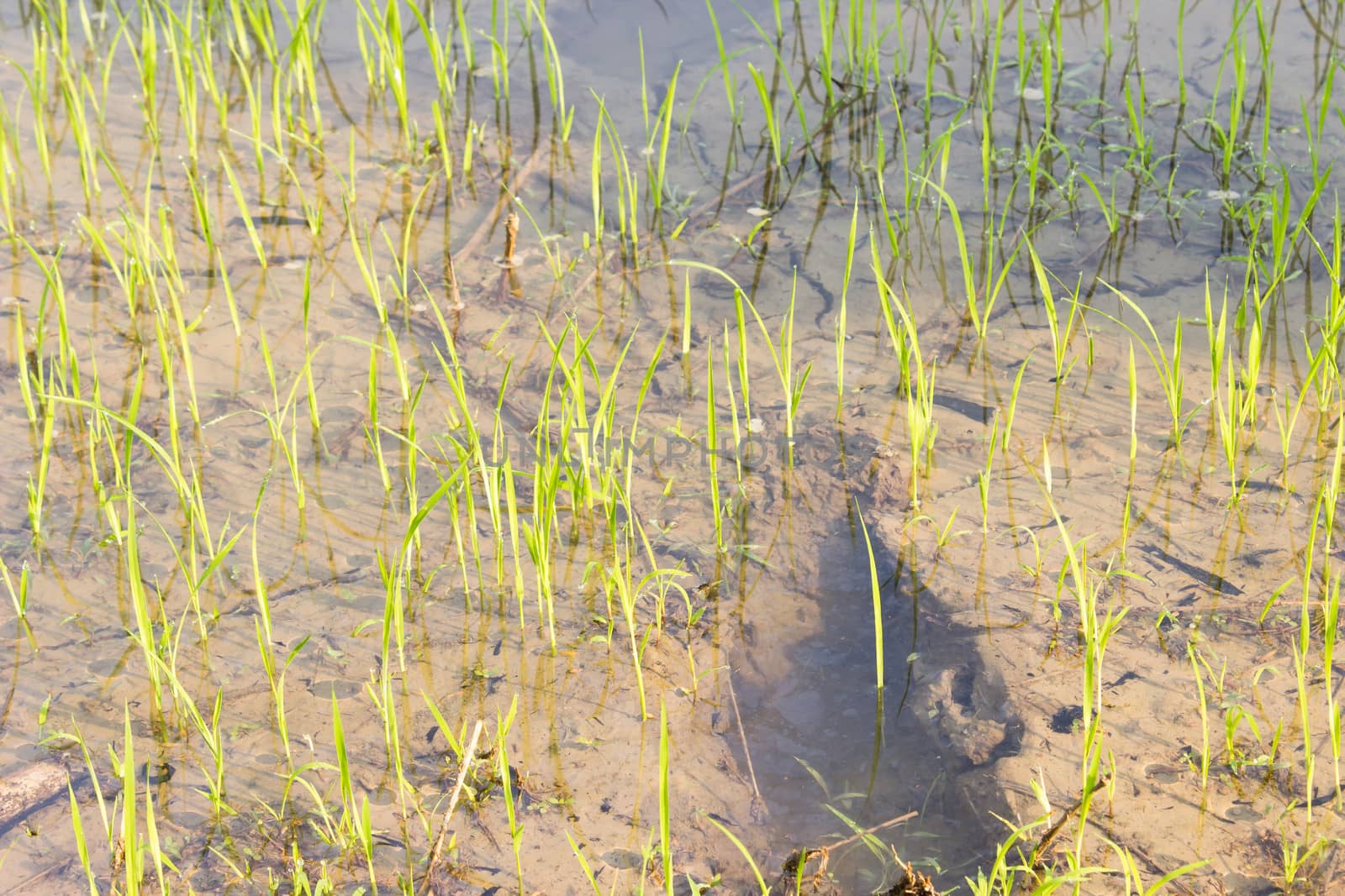 Close-up water into rice fields. Paddy Field in thailand